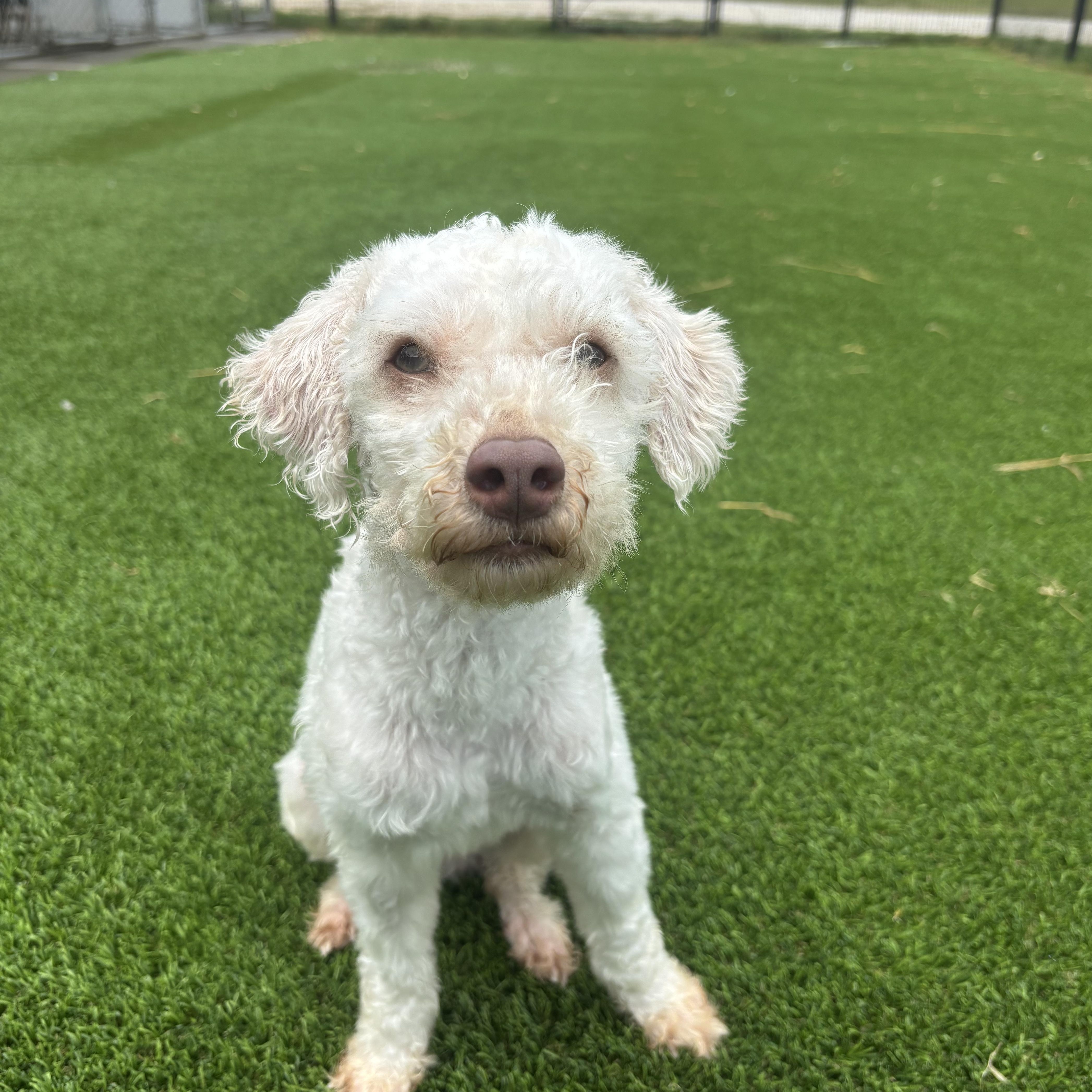 Enlarge Nellis, a Adoptable Miniature Poodle in Auburn, NE image 5/5