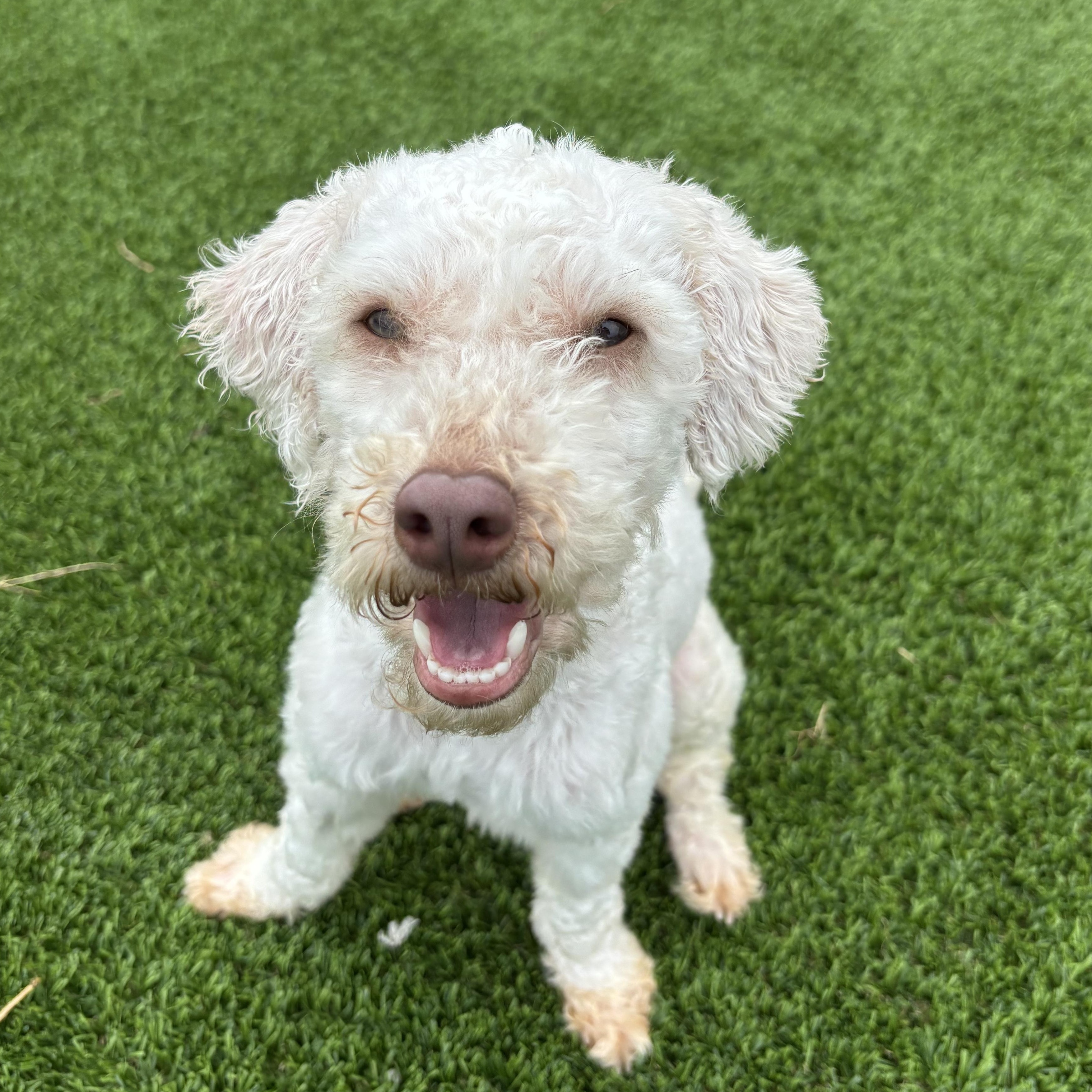 Enlarge Nellis, a Adoptable Miniature Poodle in Auburn, NE image 2/5