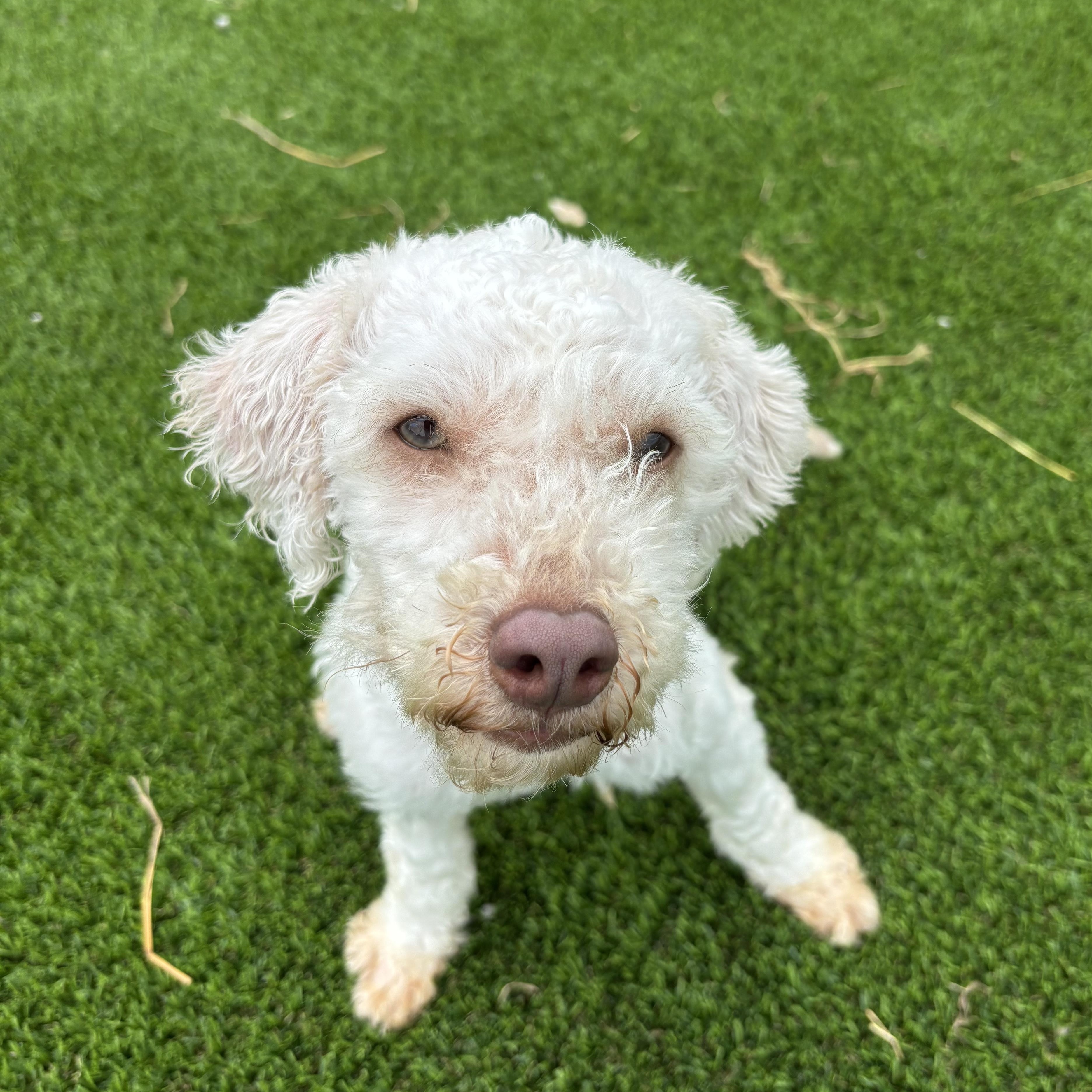 Enlarge Nellis, a Adoptable Miniature Poodle in Auburn, NE image 4/5