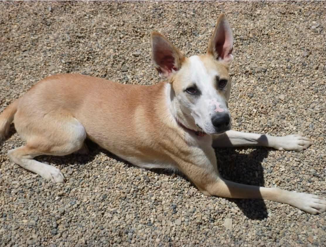 Enlarge Bean, a ADOPTABLE mixed breed in Rawlins, WY image 1/2