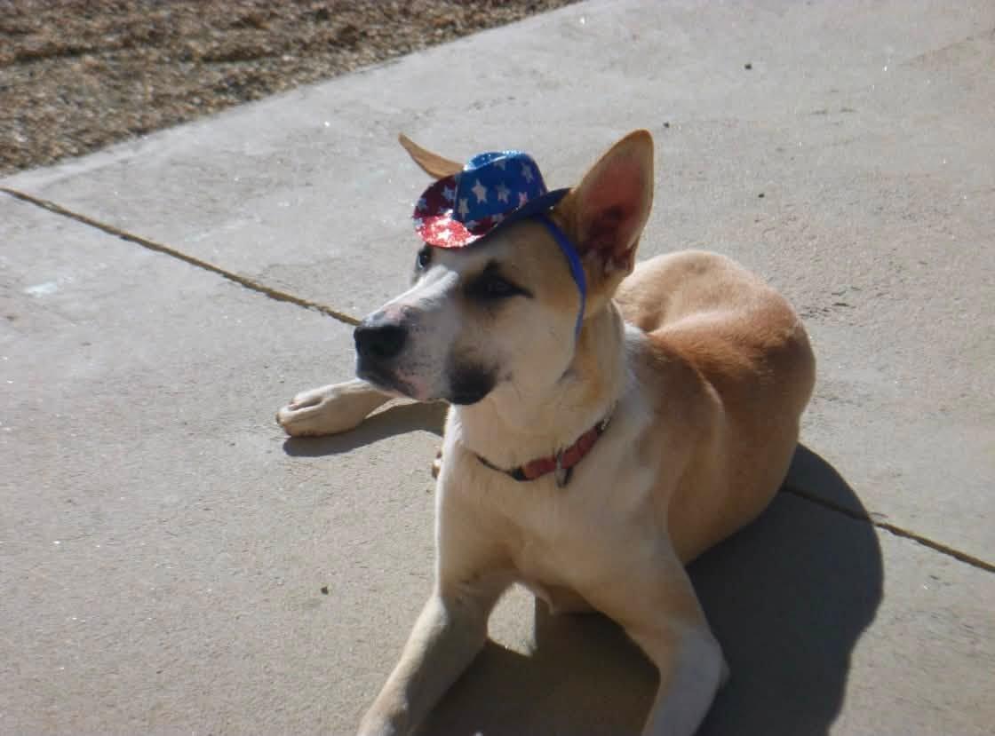 Enlarge Bean, a ADOPTABLE mixed breed in Rawlins, WY image 2/2
