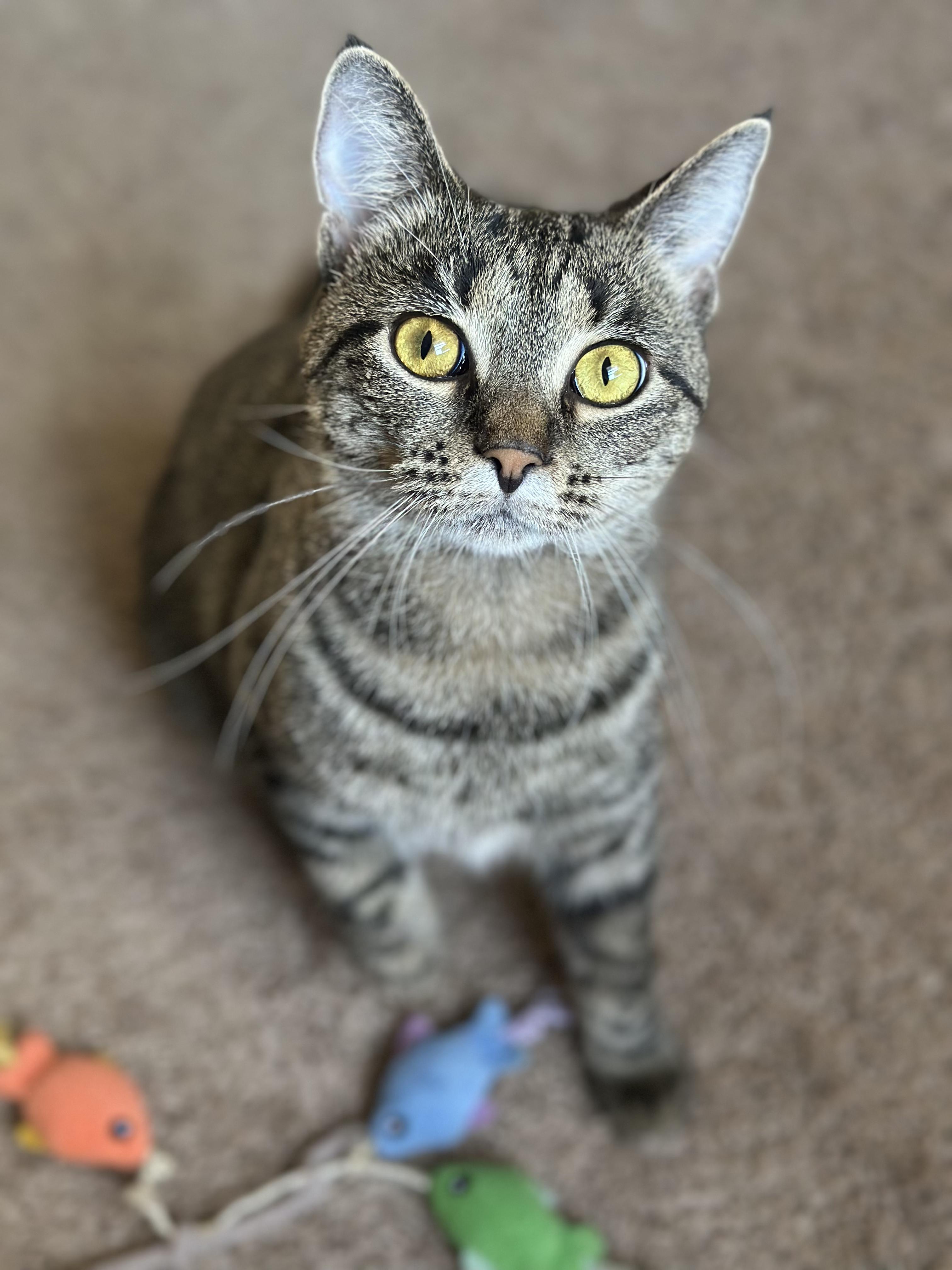 Nectarine, ADOPTABLE, Young Female Domestic Short Hair.