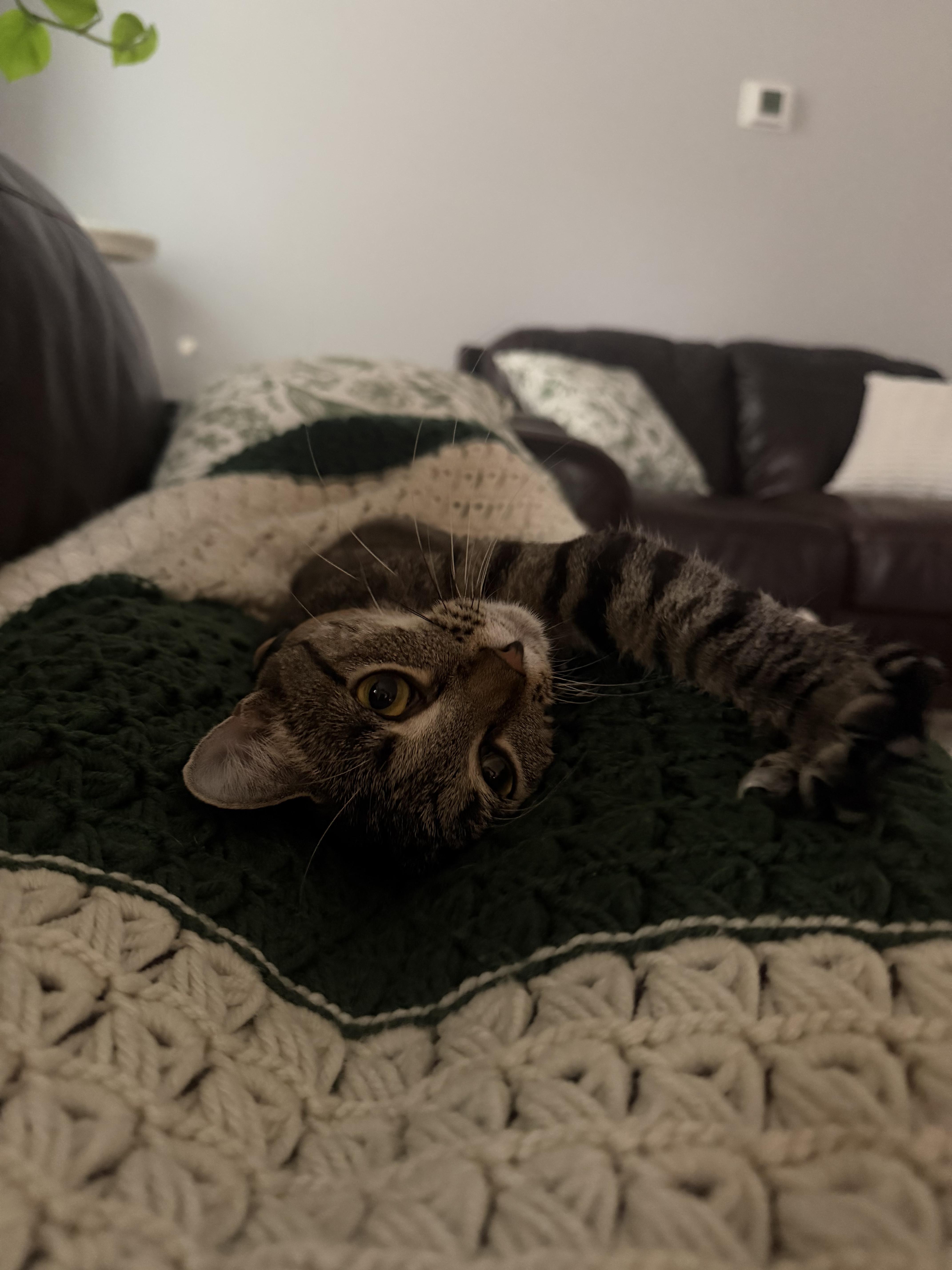 Nectarine, a ADOPTABLE Domestic Short Hair in Columbus, OH image 4/6