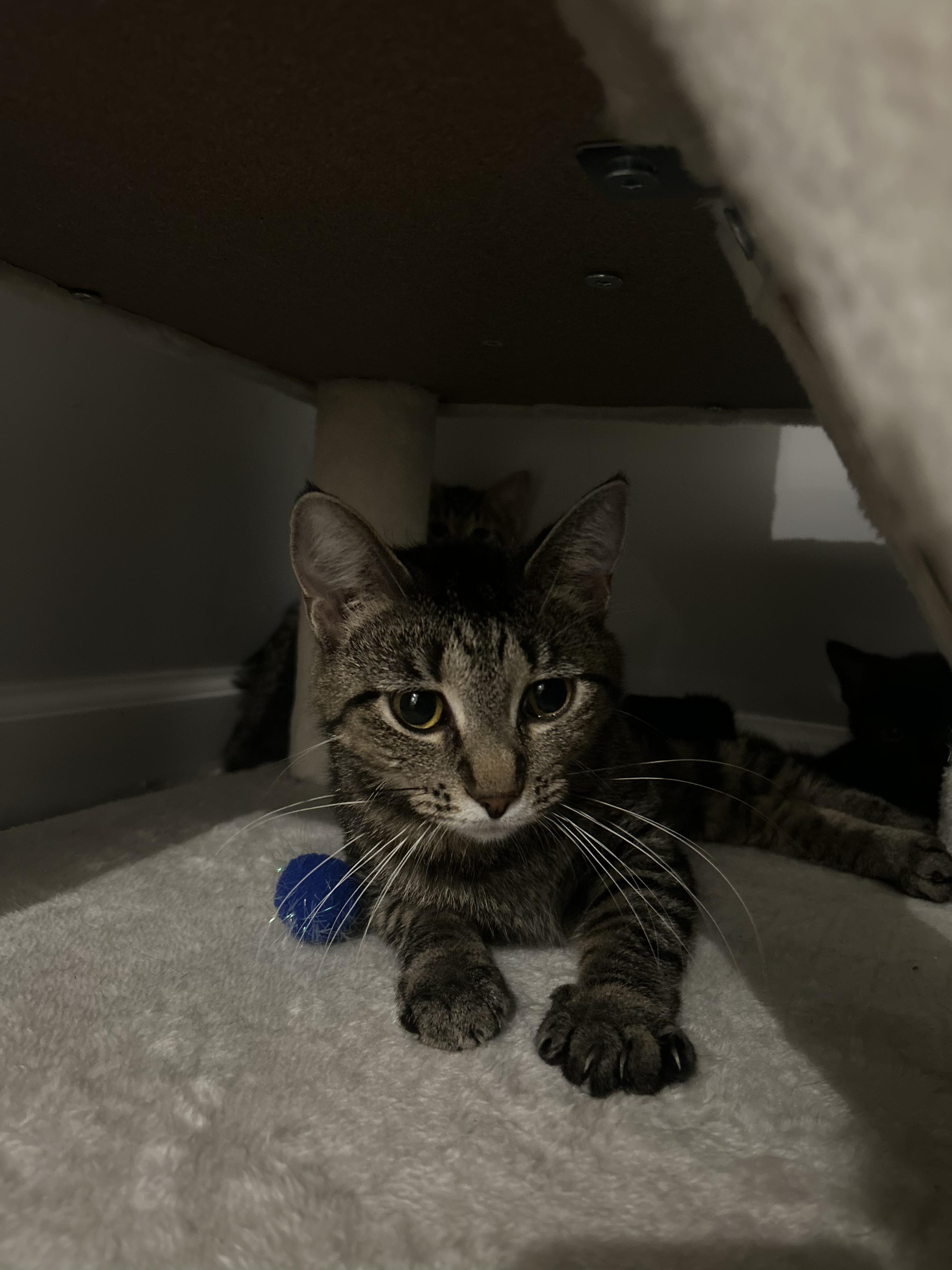 Enlarge Nectarine, a ADOPTABLE Domestic Short Hair in Columbus, OH image 3/5