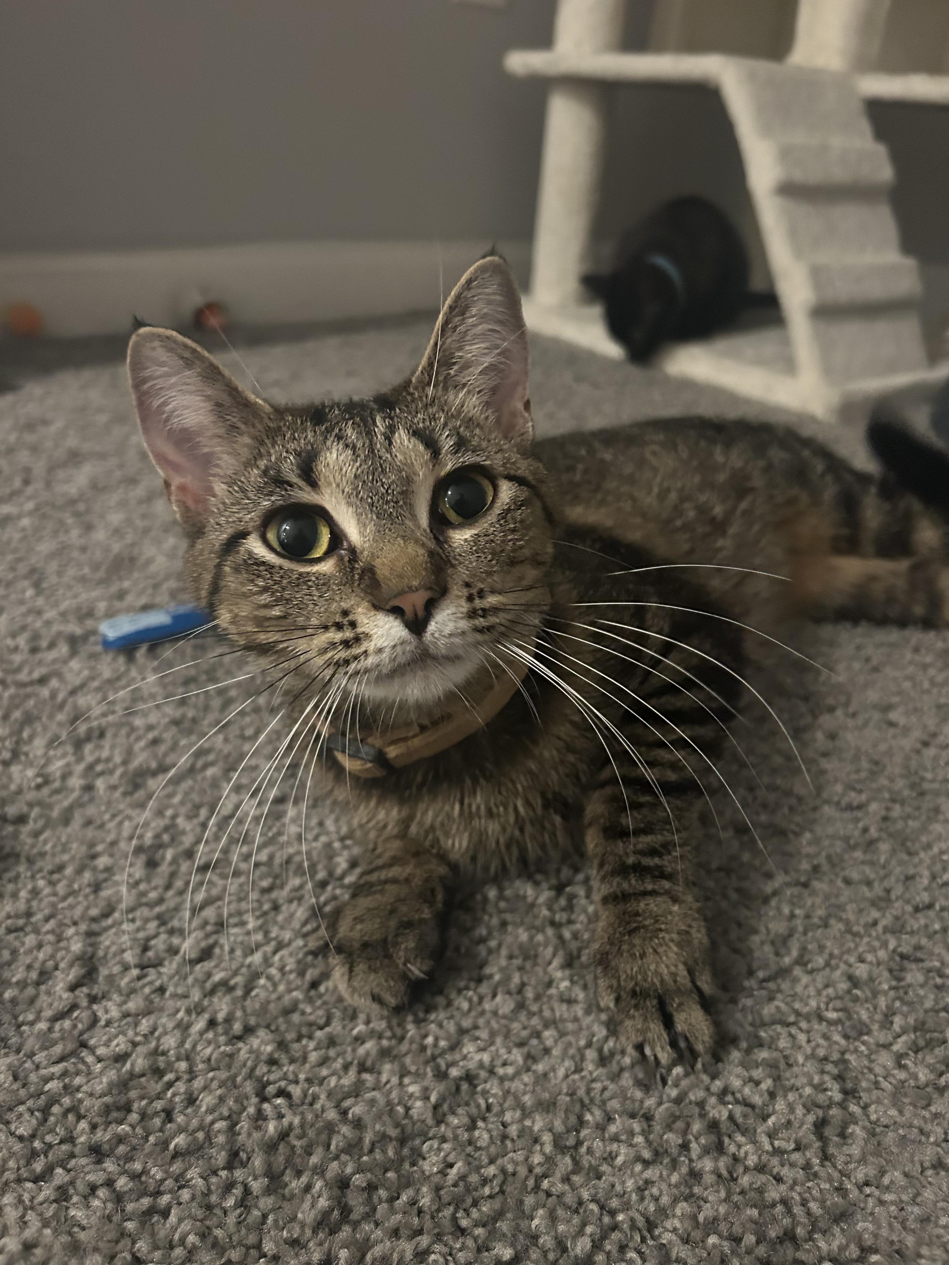 Nectarine, ADOPTABLE, Young Female Domestic Short Hair.