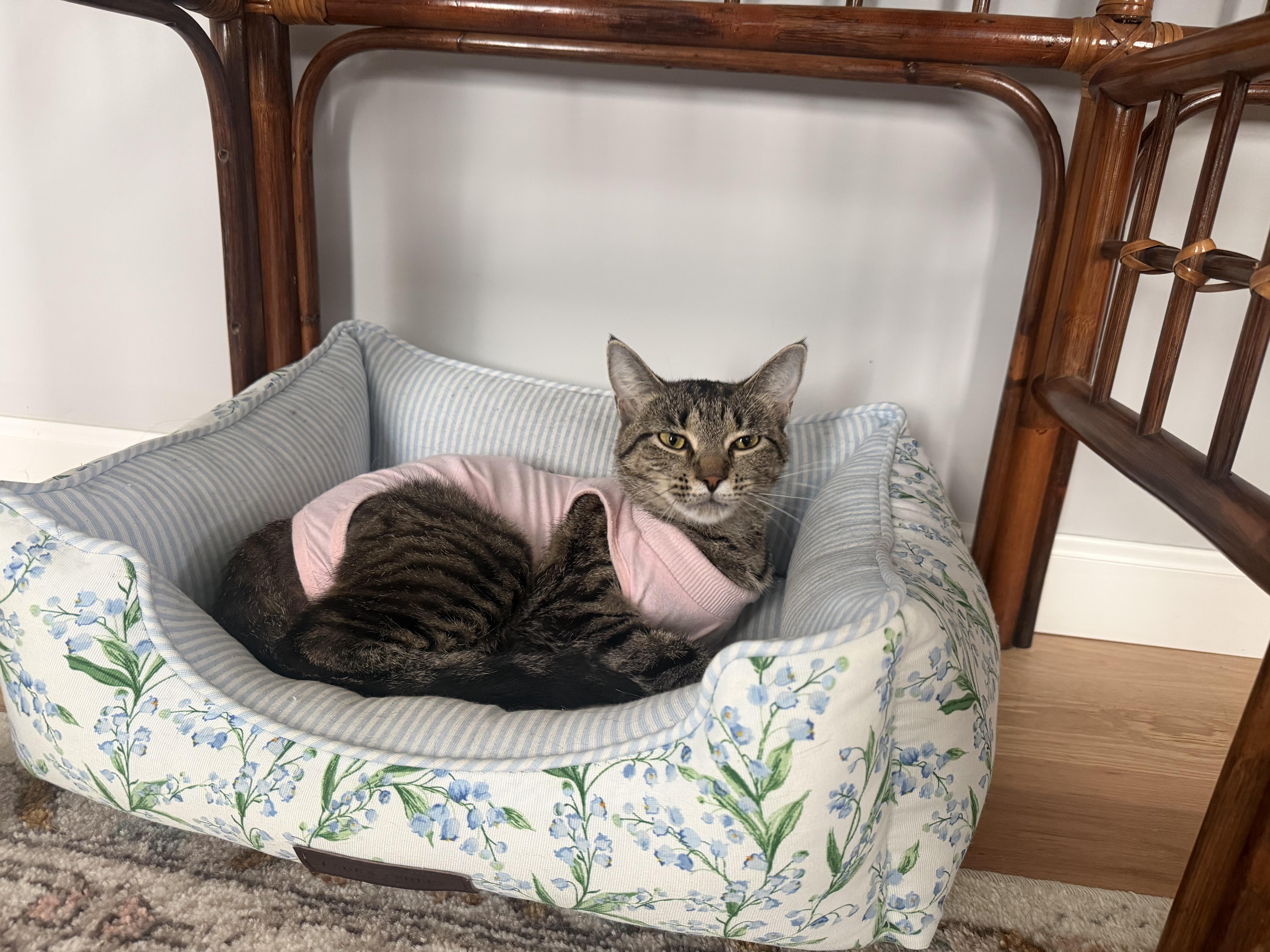 Nectarine, a ADOPTABLE Domestic Short Hair in Columbus, OH image 6/6