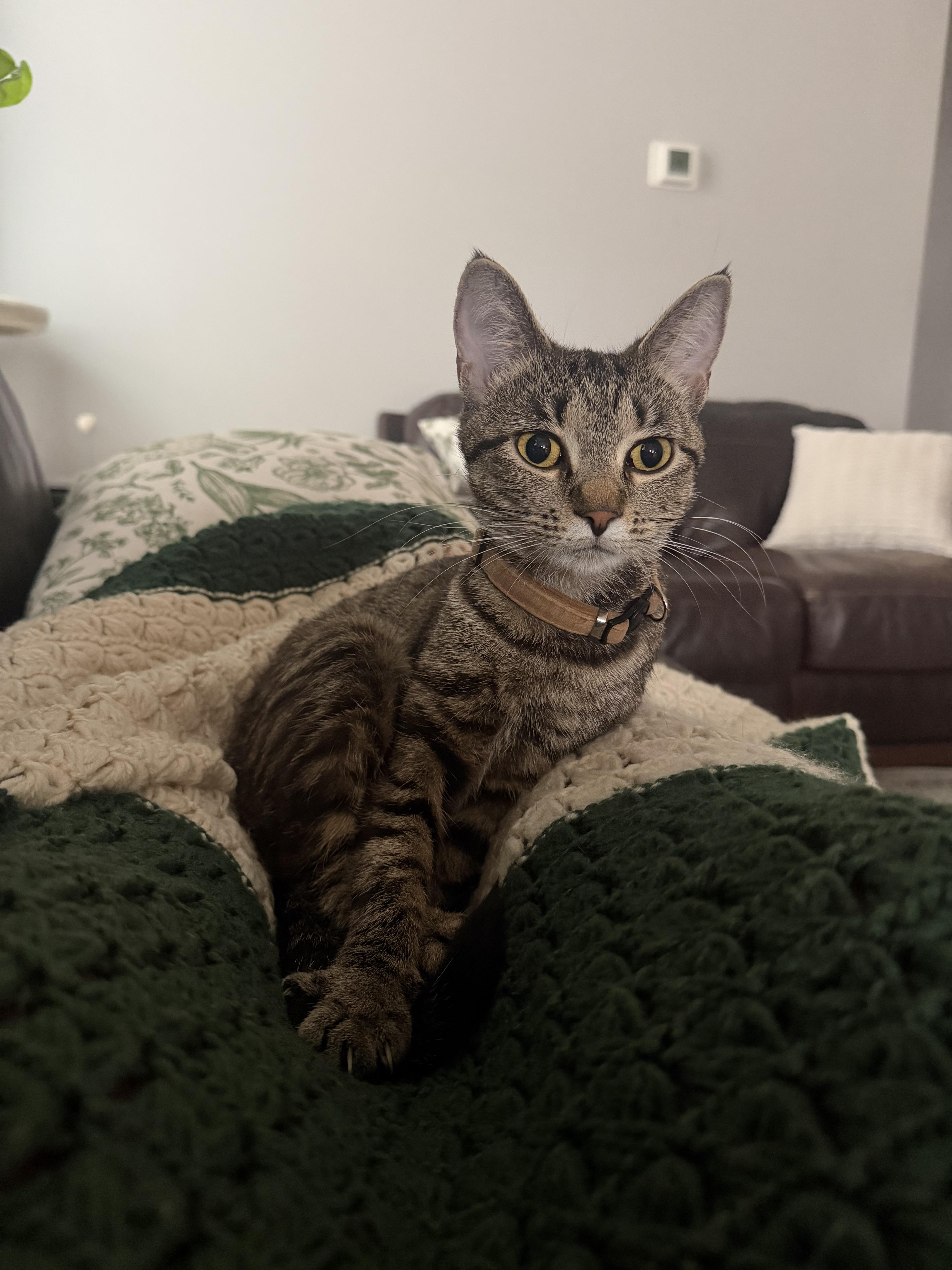 Nectarine, ADOPTABLE, Young Female Domestic Short Hair.
