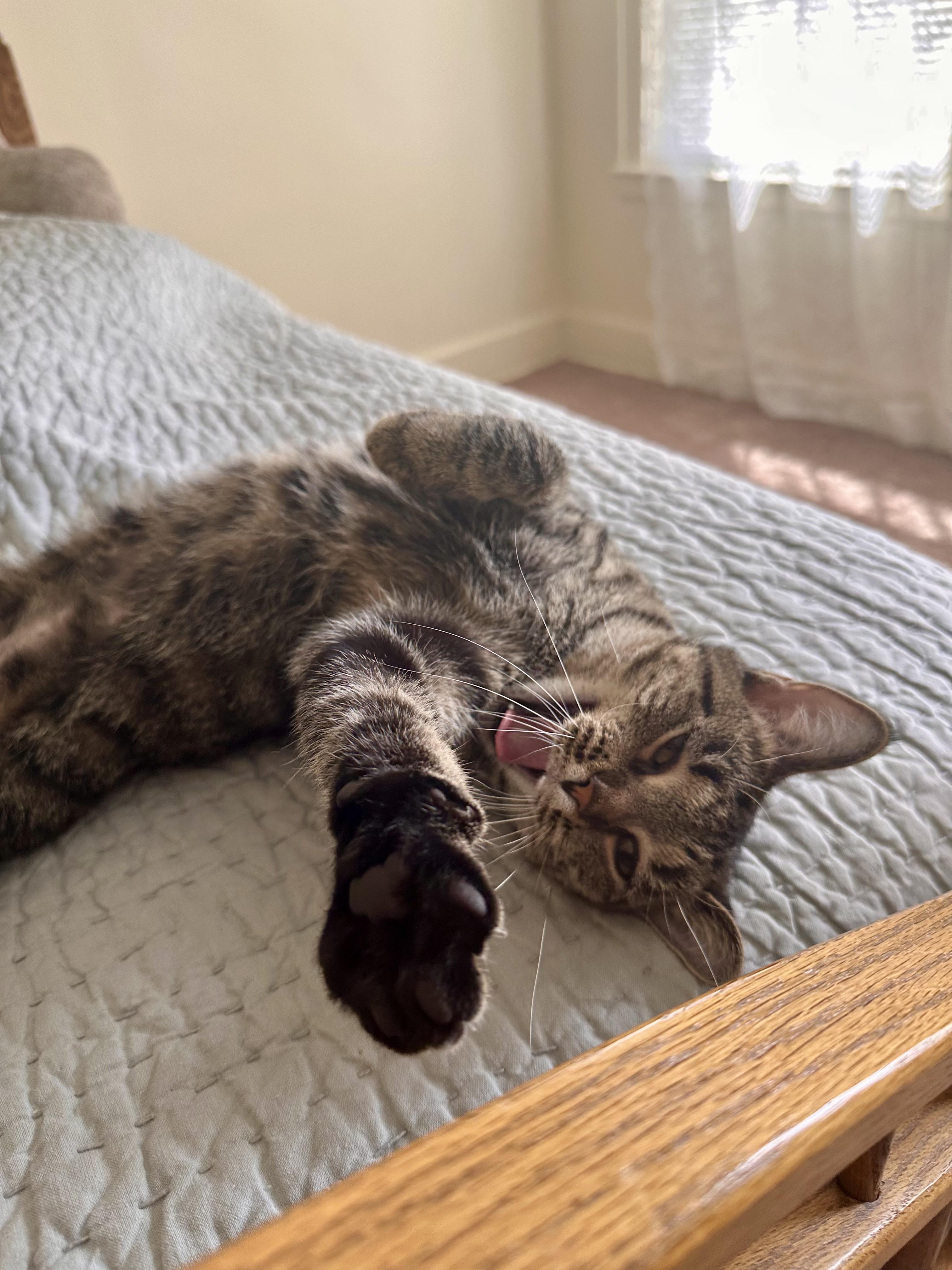 Nectarine, a ADOPTABLE Domestic Short Hair in Columbus, OH image 2/6