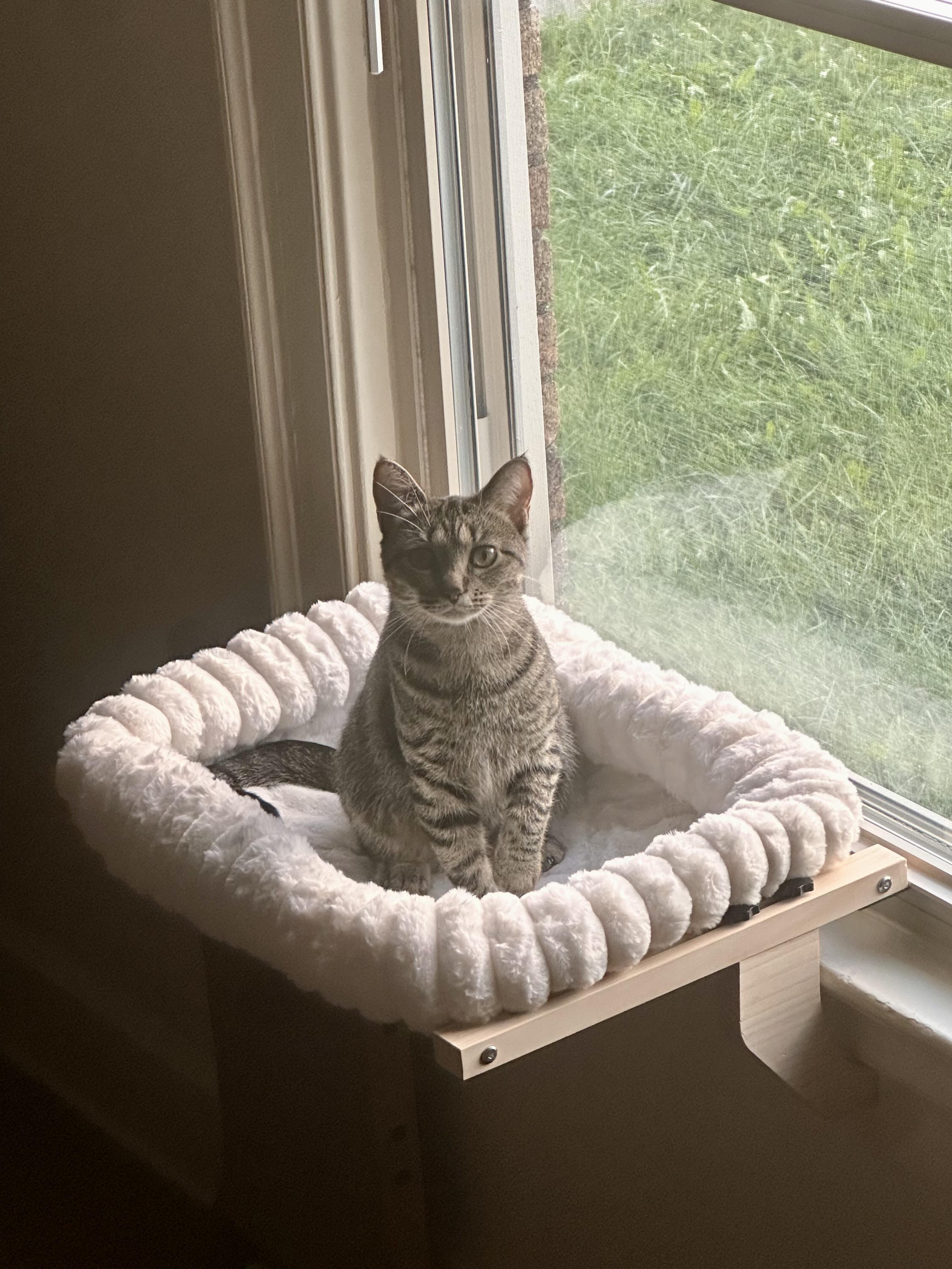 Nectarine, a ADOPTABLE Domestic Short Hair in Columbus, OH image 5/6
