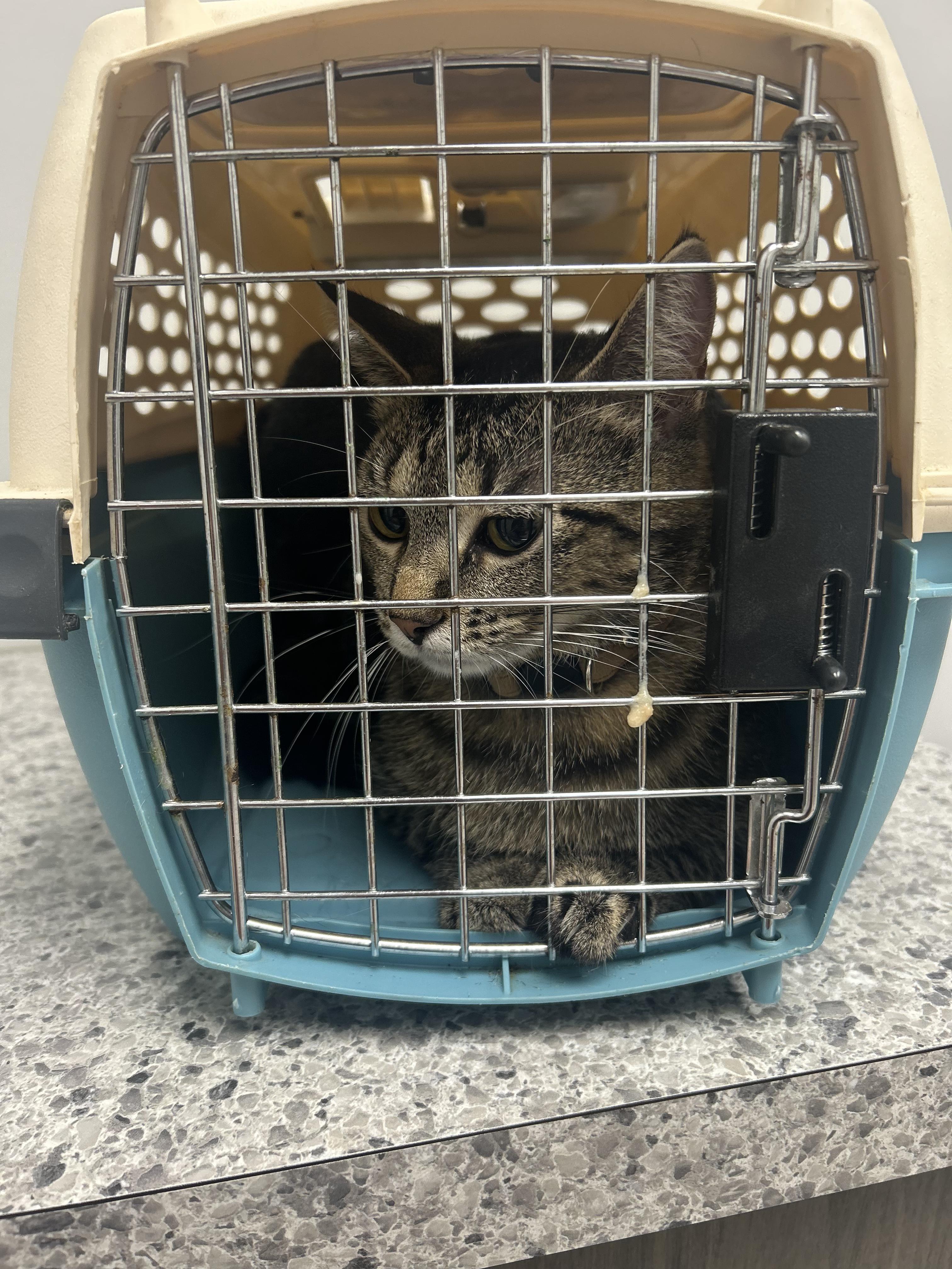 Enlarge Nectarine, a ADOPTABLE Domestic Short Hair in Columbus, OH image 5/5