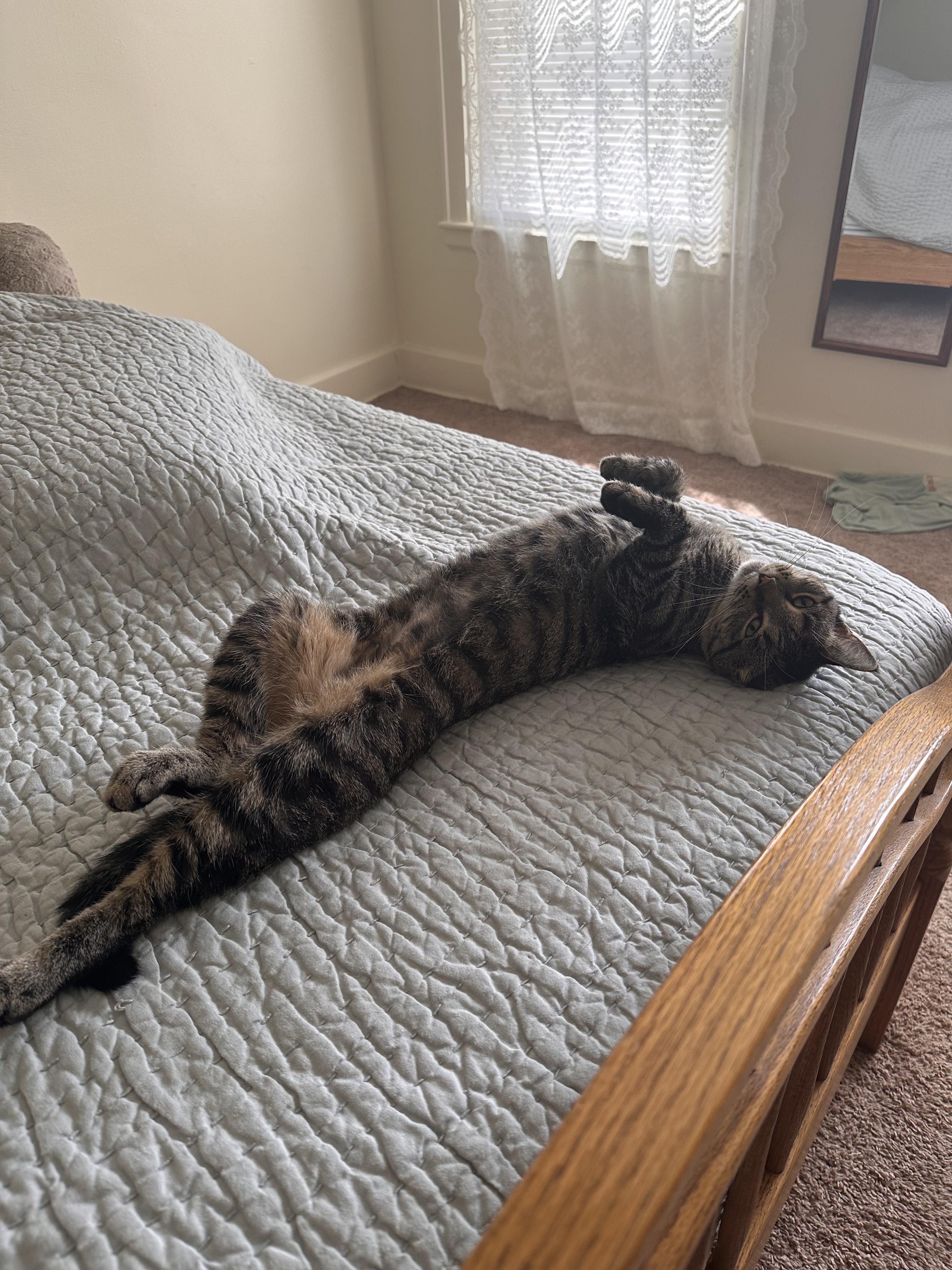 Nectarine, a ADOPTABLE Domestic Short Hair in Columbus, OH image 4/6