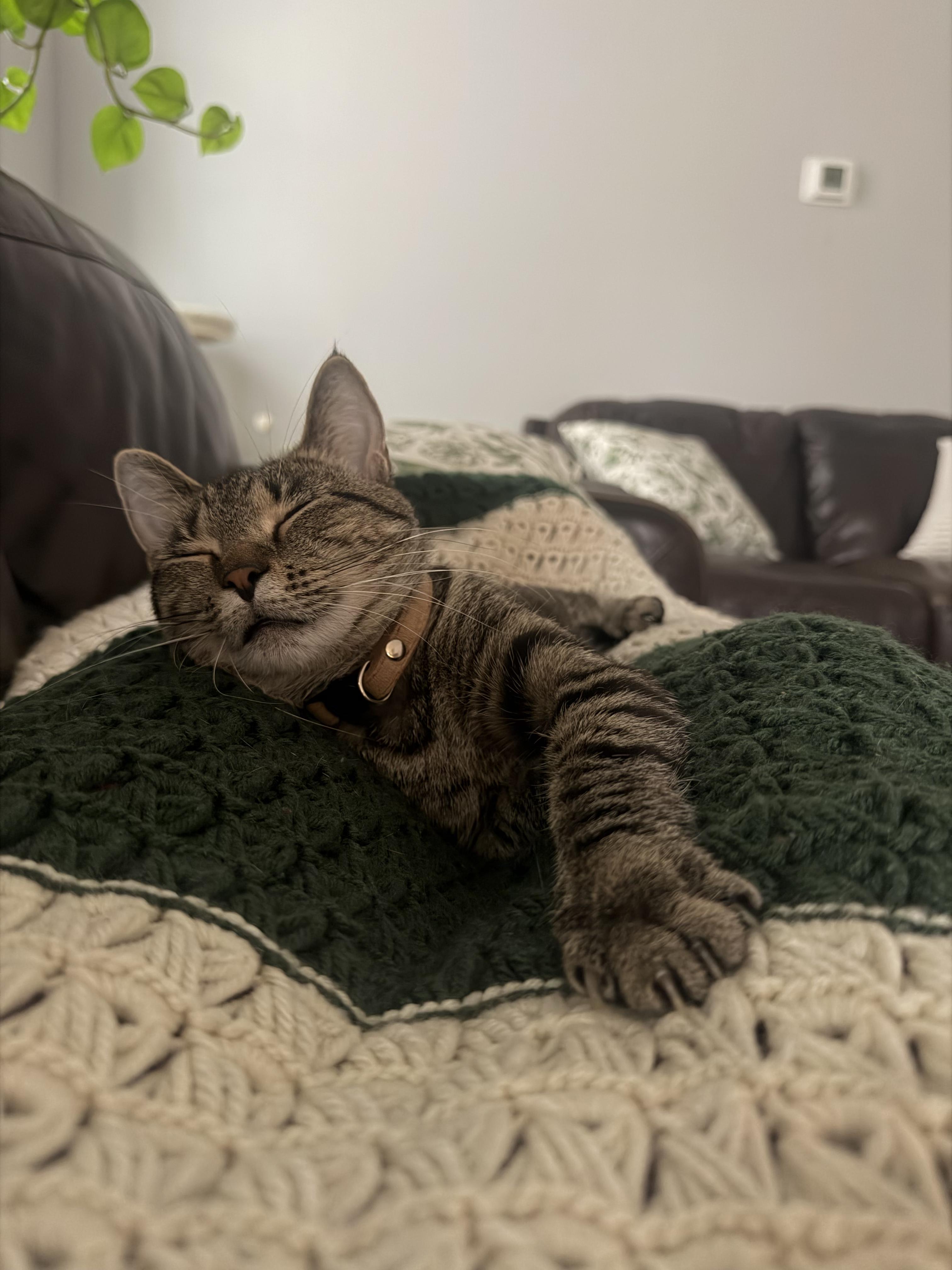 Nectarine, a ADOPTABLE Domestic Short Hair in Columbus, OH image 2/6
