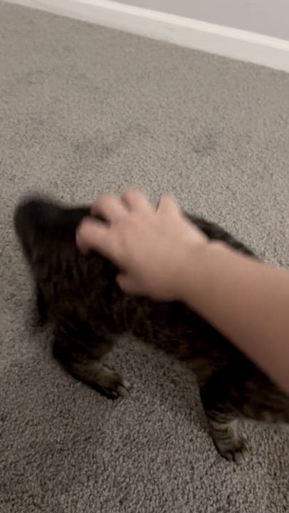 Enlarge Nectarine, a ADOPTABLE Domestic Short Hair in Columbus, OH video 4/5