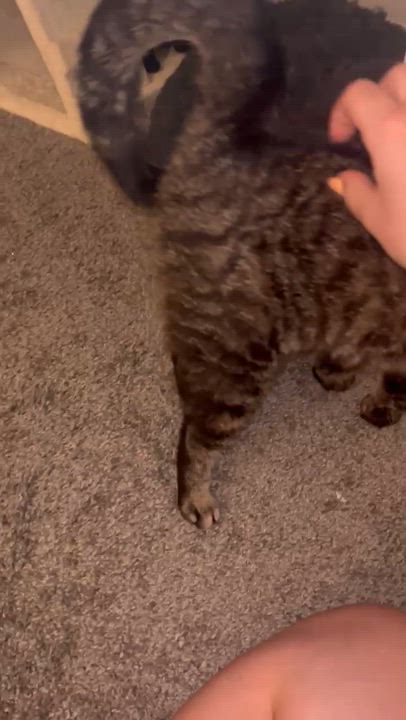 Enlarge Nectarine, a ADOPTABLE Domestic Short Hair in Columbus, OH video 2/5