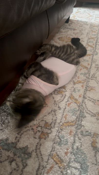 Enlarge Nectarine, a ADOPTABLE Domestic Short Hair in Columbus, OH video 3/6
