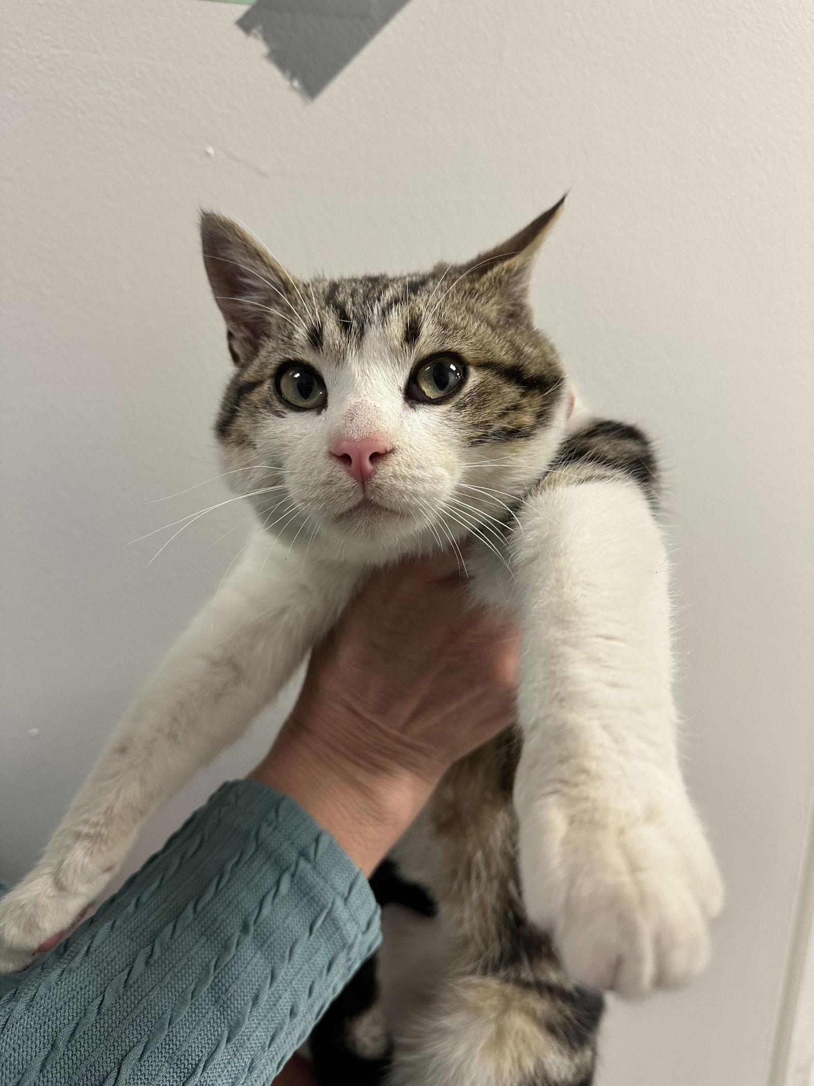 Enlarge Beau ( BC), a Adoptable Tabby in Vallejo, CA image 2/3