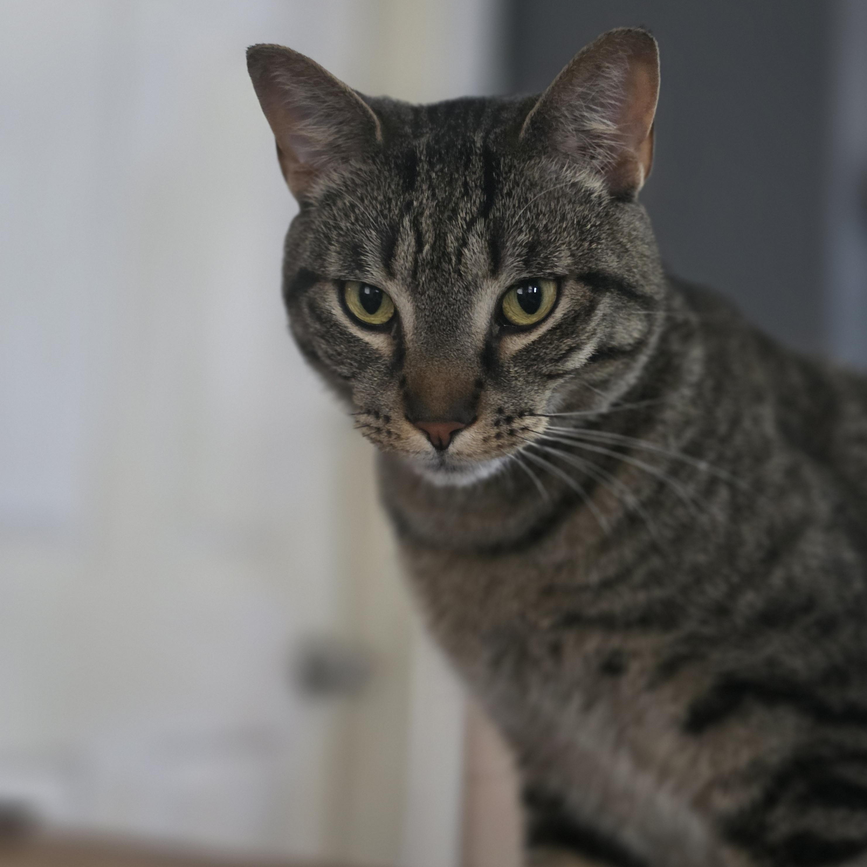 Jasper (rehome, no cost adoption), an adoption pending Domestic Short Hair in Stow, MA image 2/5
