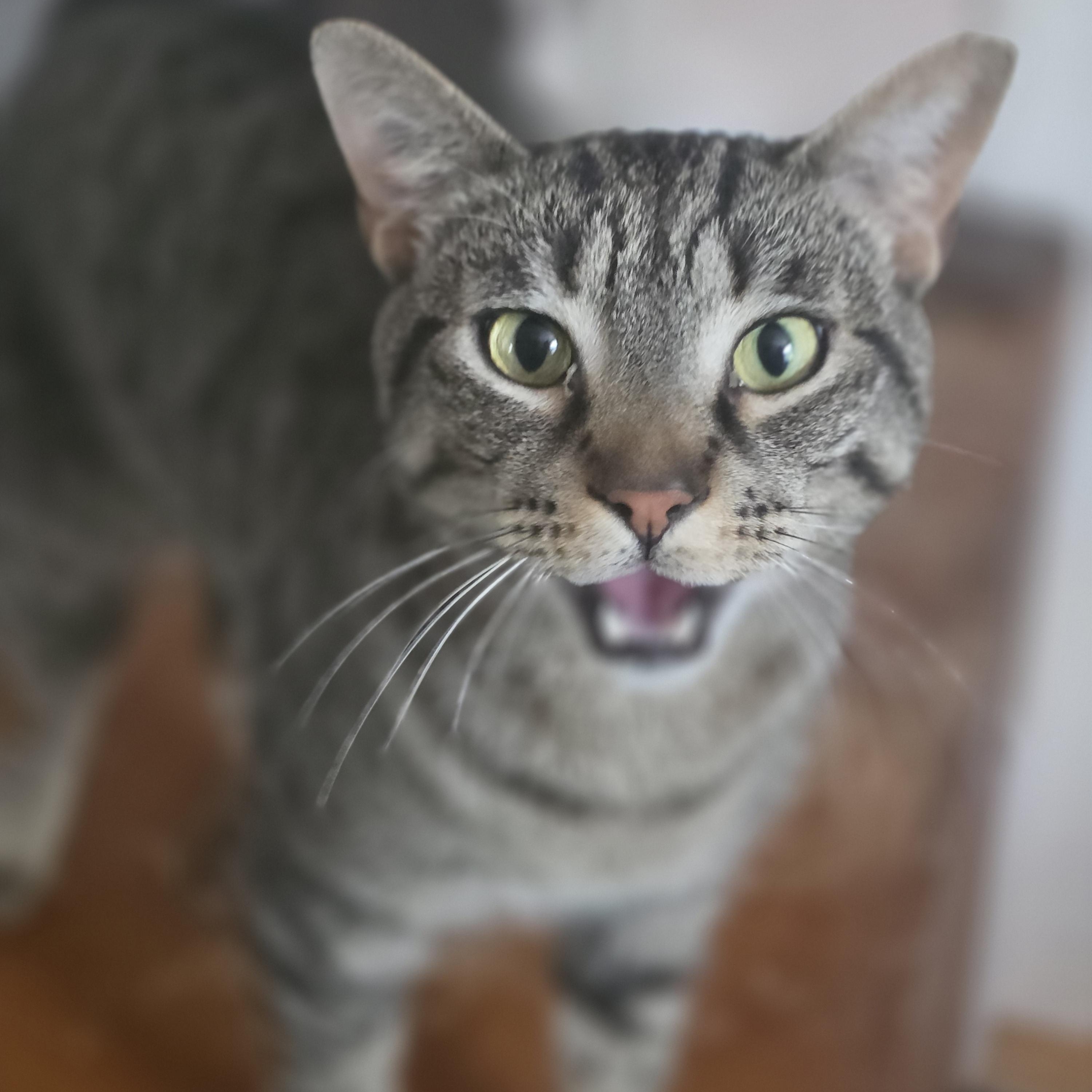 Jasper (rehome, no cost adoption), an adoption pending Domestic Short Hair in Stow, MA image 5/5