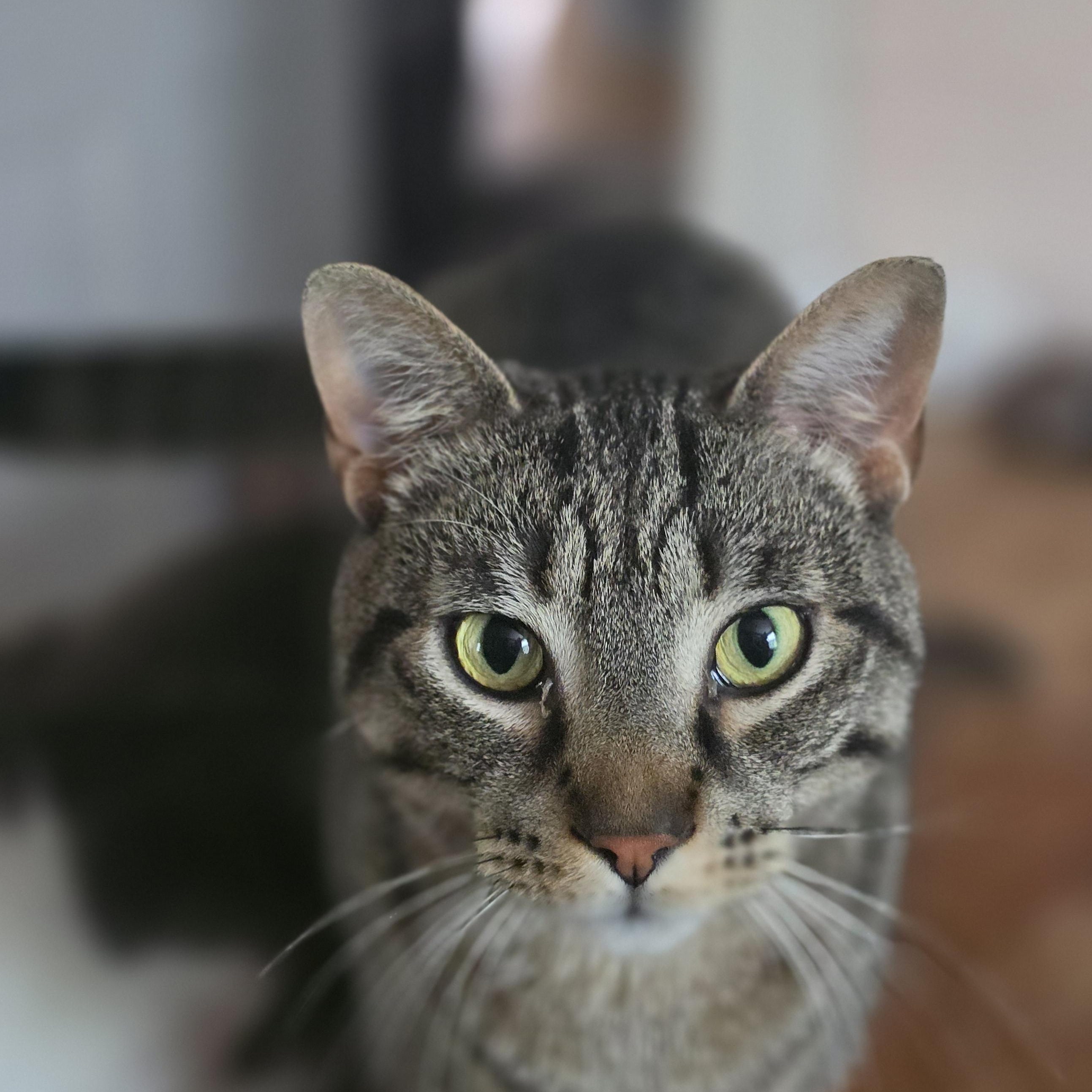 Jasper (rehome, no cost adoption), an adoption pending Domestic Short Hair in Stow, MA image 3/5