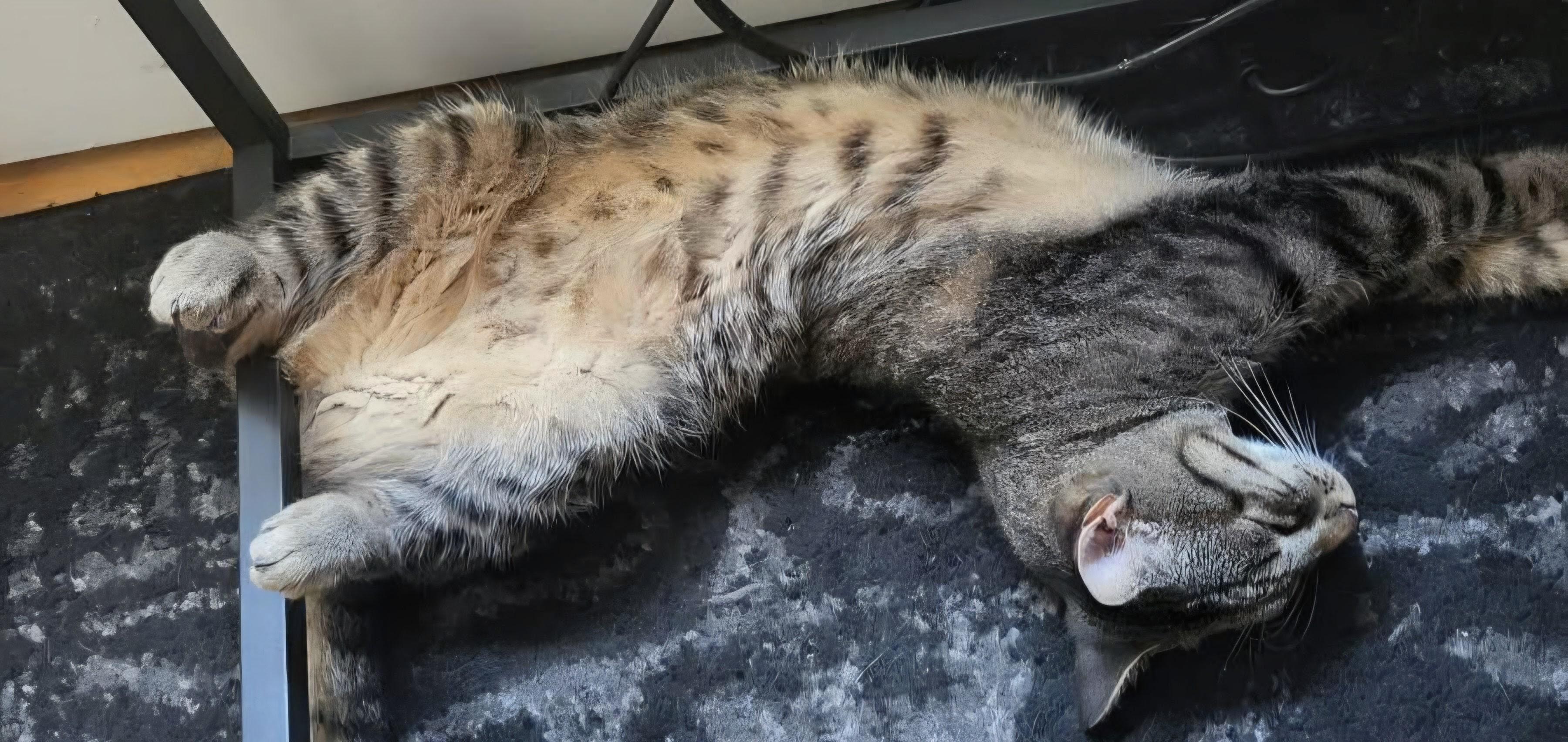 Jasper (rehome, no cost adoption), an adoption pending Domestic Short Hair in Stow, MA image 4/5