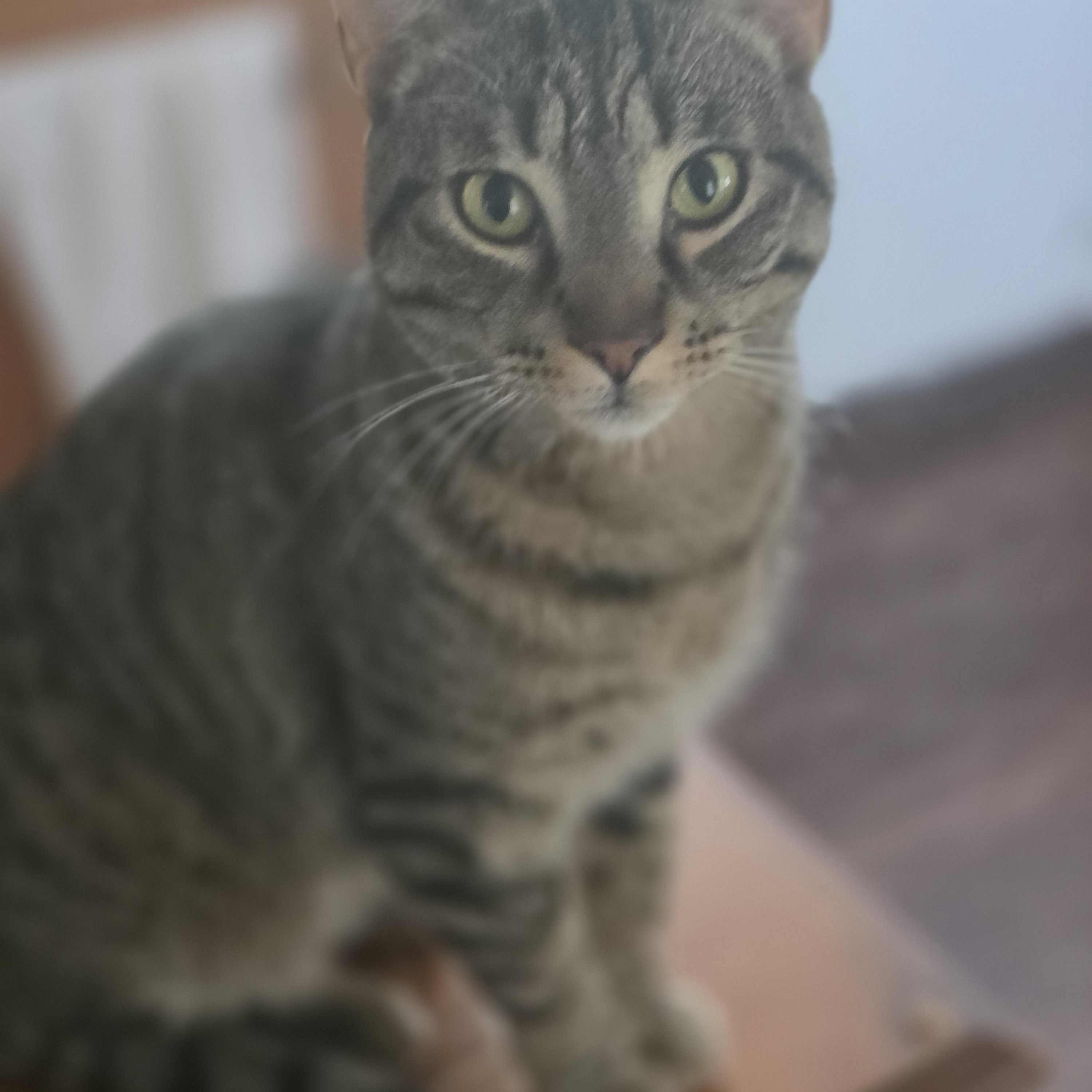 Jasper (rehome, no cost adoption), an adoption pending Domestic Short Hair in Stow, MA image 1/5