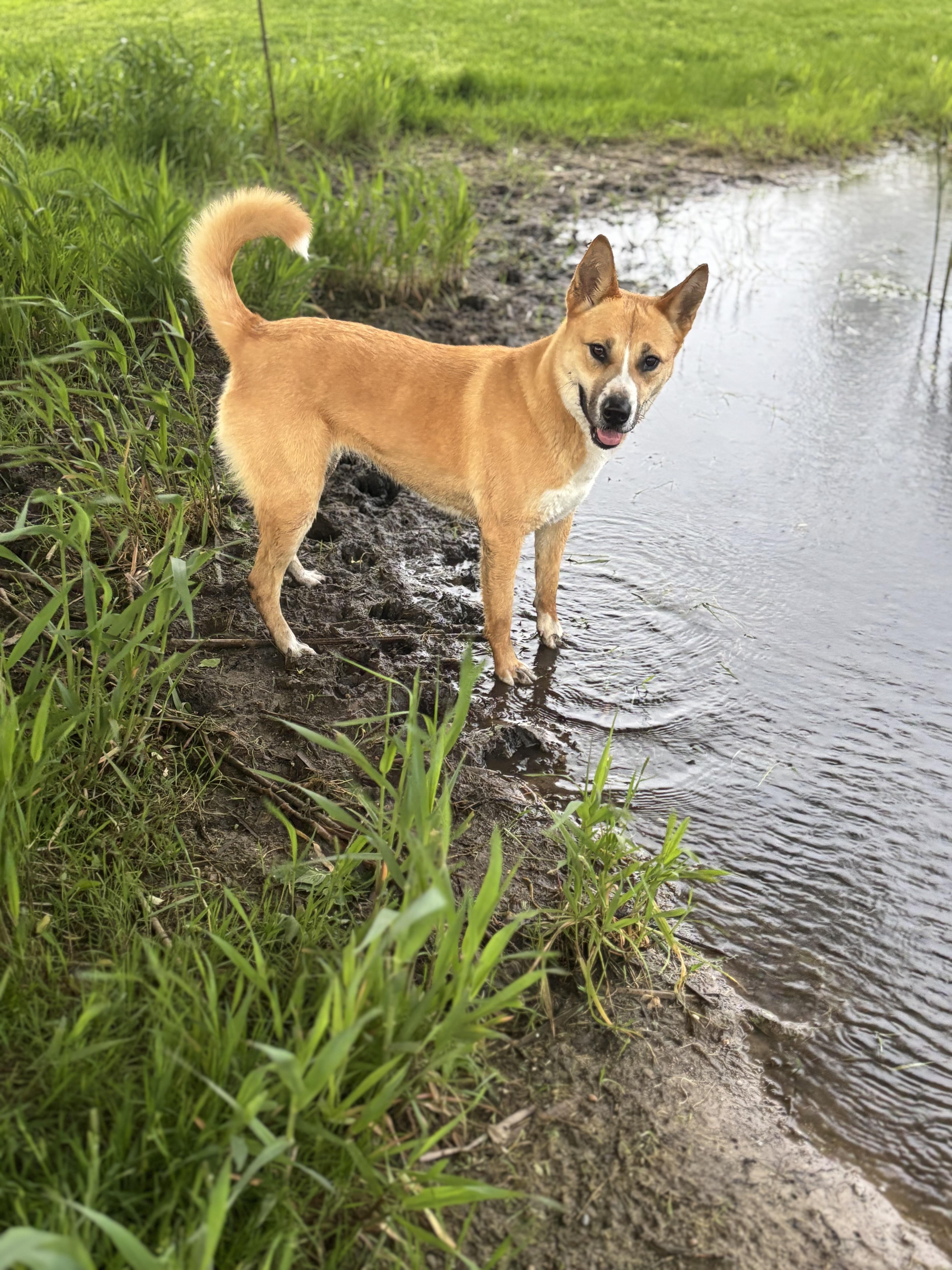 Enlarge Averie, a Adoptable mixed breed in Lake Odessa, MI image 1/6