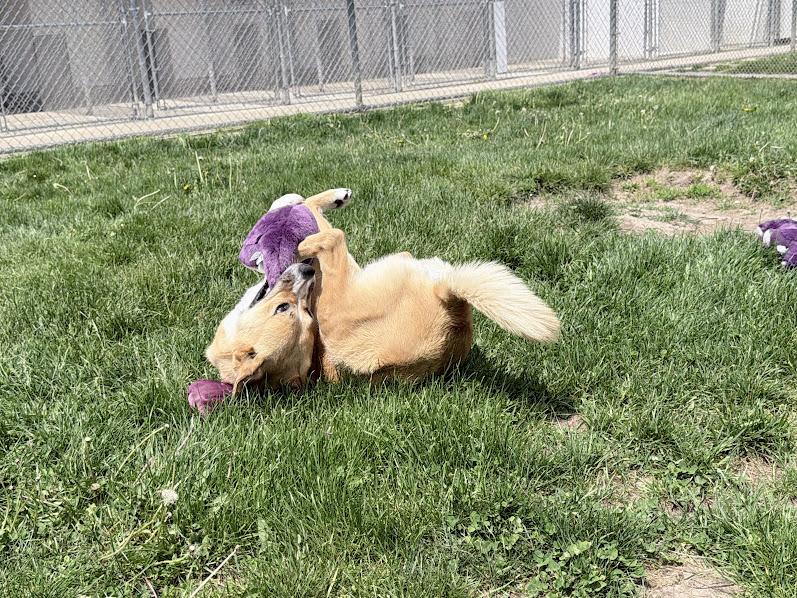 Enlarge Averie, a Adoptable mixed breed in Lake Odessa, MI image 5/6