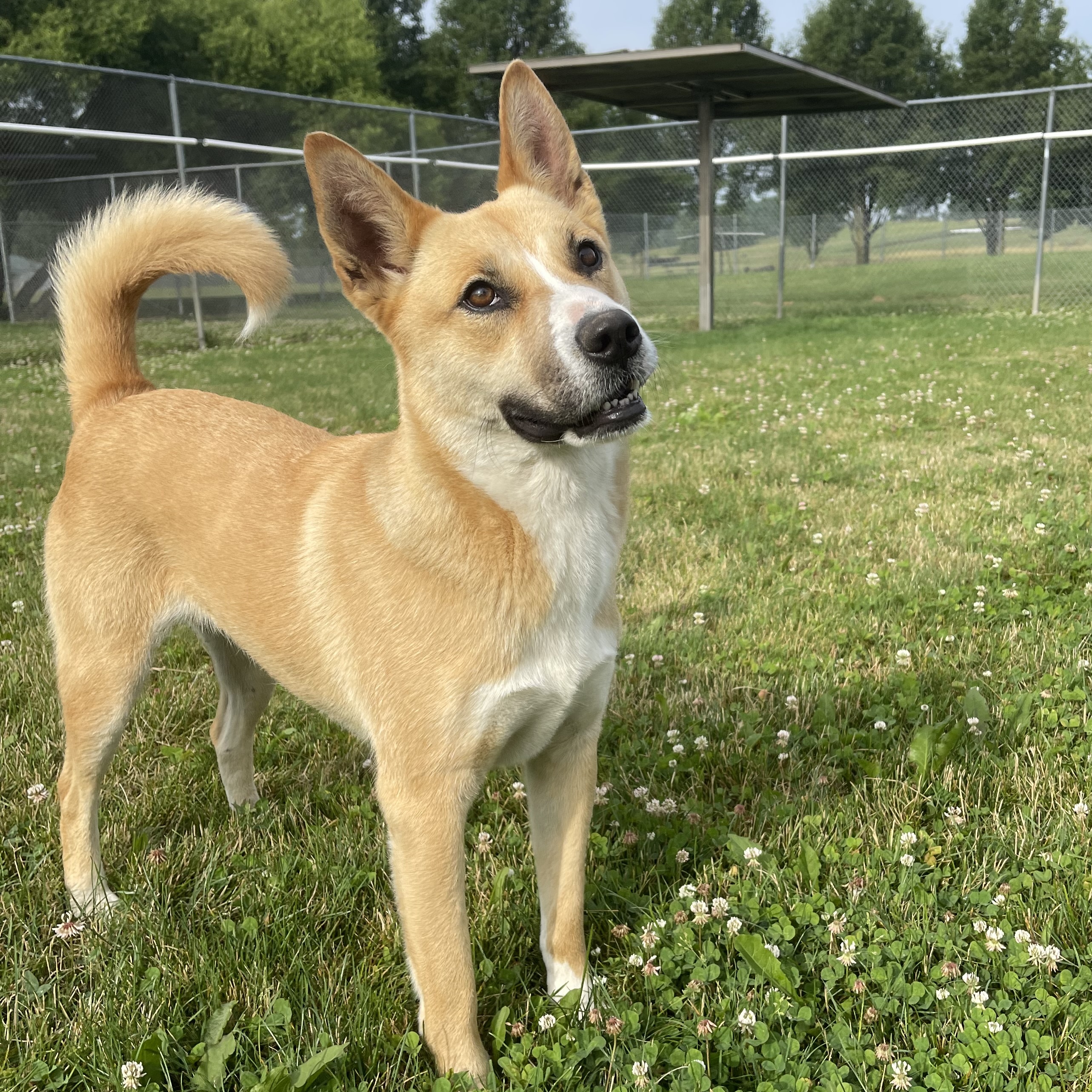 Enlarge Averie, a Adoptable mixed breed in Lake Odessa, MI image 1/21