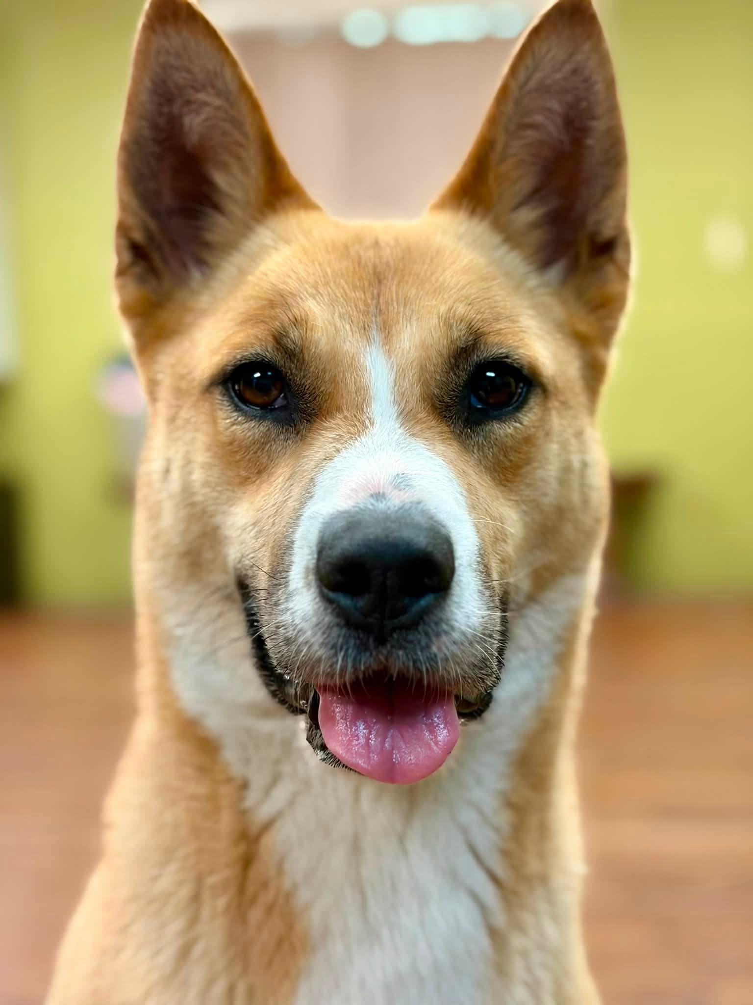 Enlarge Averie, a Adoptable mixed breed in Lake Odessa, MI image 4/6