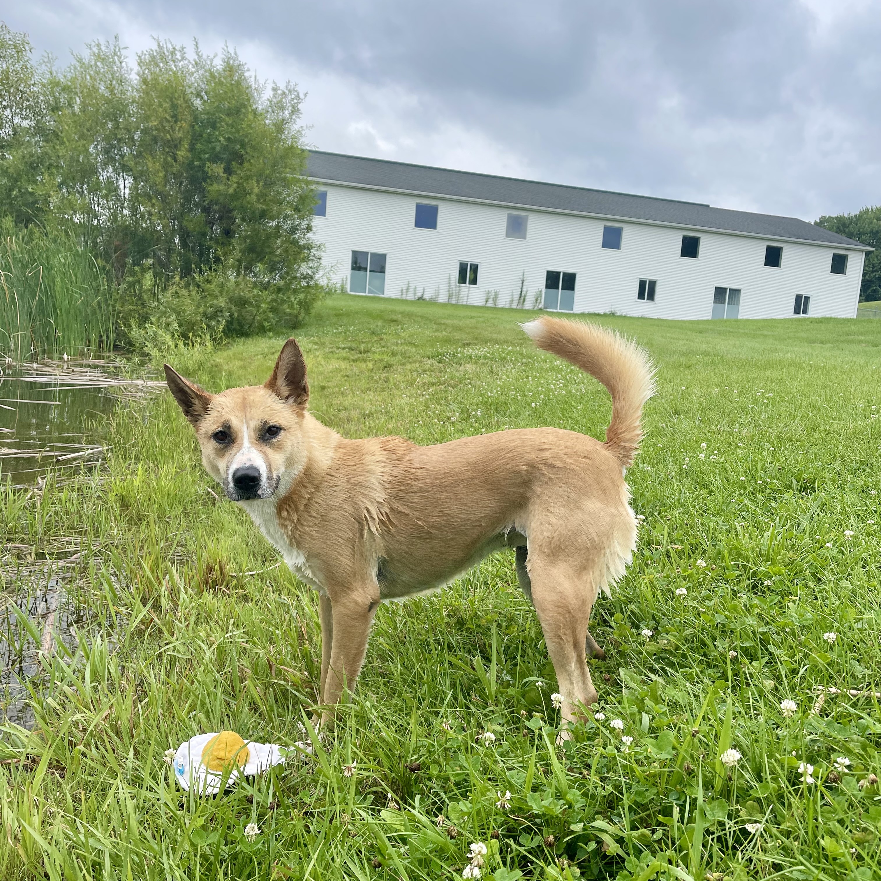 Enlarge Averie, a Adoptable mixed breed in Lake Odessa, MI image 19/21