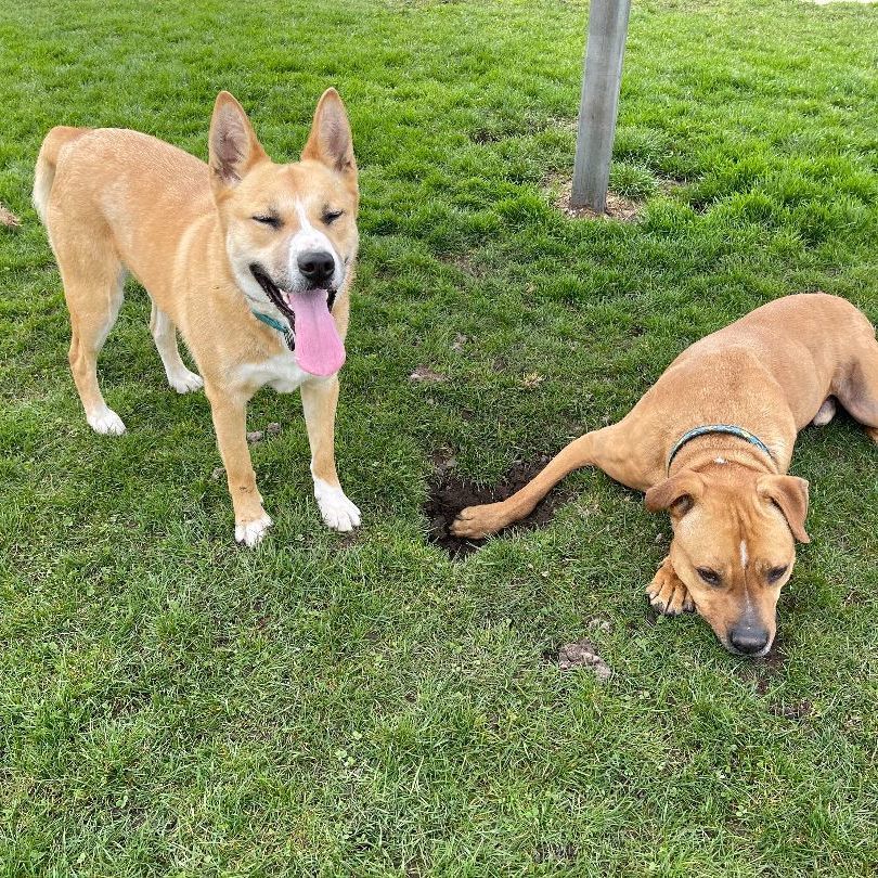 Enlarge Averie, a Adoptable mixed breed in Lake Odessa, MI image 20/21