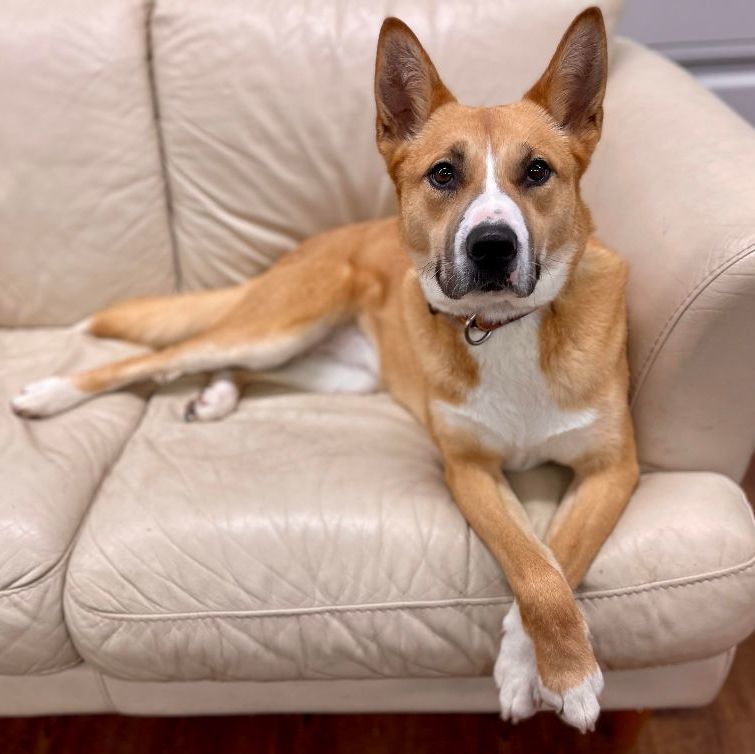 Enlarge Averie, a Adoptable mixed breed in Lake Odessa, MI image 21/21