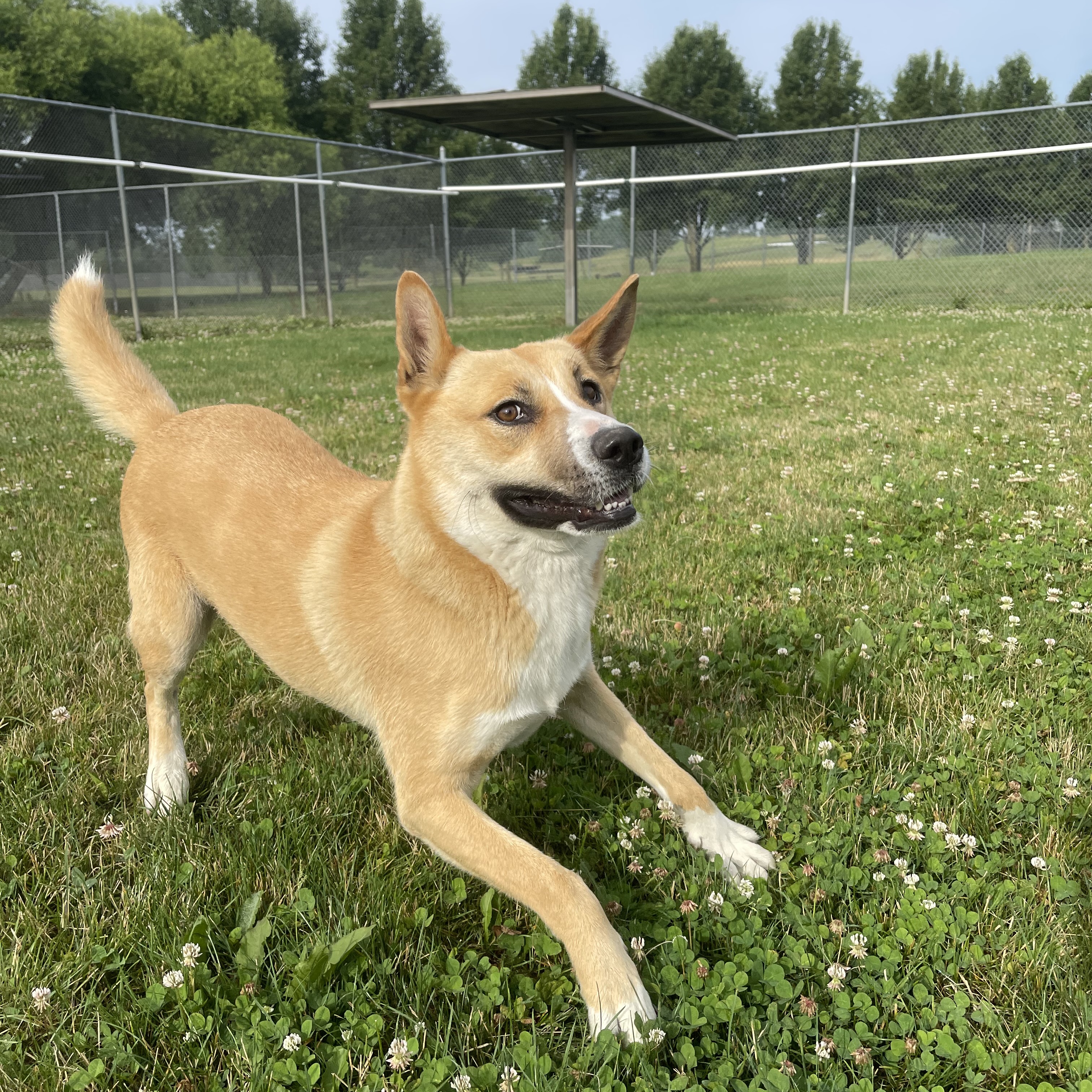 Enlarge Averie, a Adoptable mixed breed in Lake Odessa, MI image 17/21