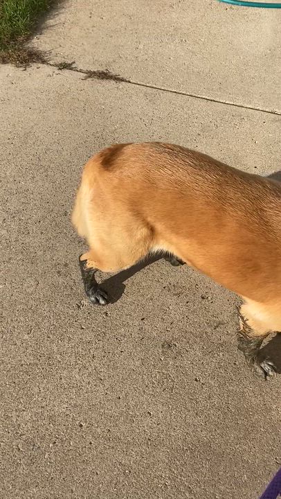 Enlarge Averie, a Adoptable mixed breed in Lake Odessa, MI video 6/6