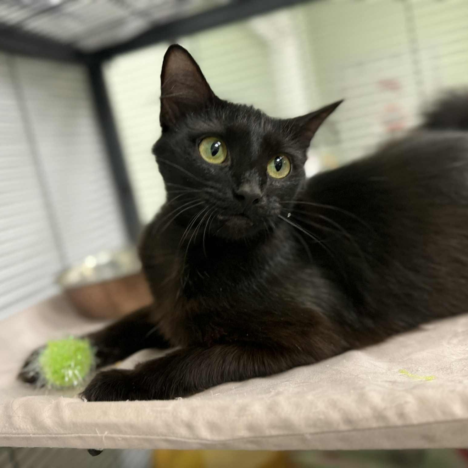 Mrs. Salem