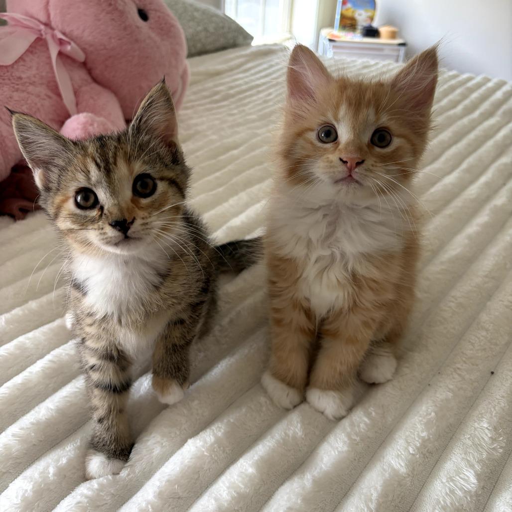Bernard (Bonded w/ Prudence), Adoptable, Kitten Male Domestic Long Hair.
