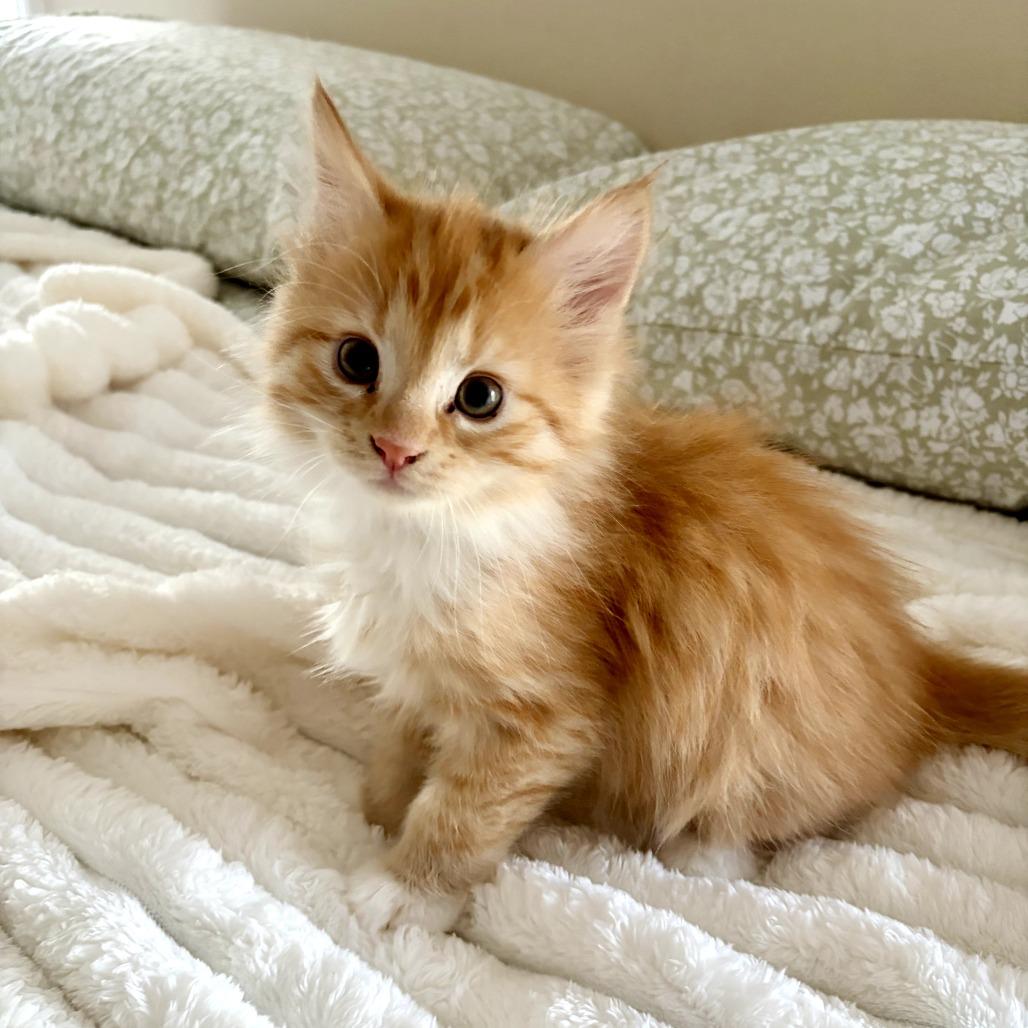 Enlarge Bernard (Bonded w/ Prudence), a Adoptable Domestic Long Hair in Lexington, KY image 5/6