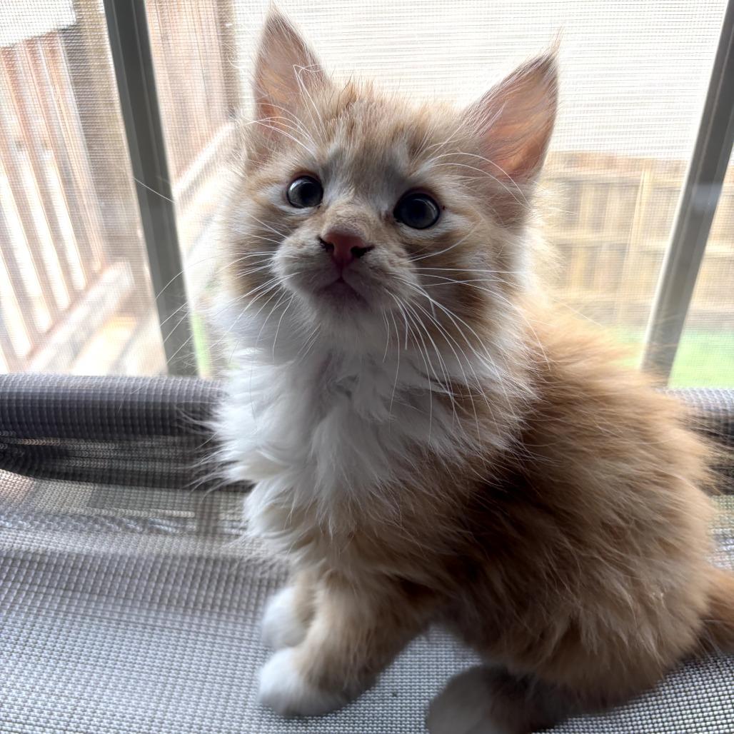 Enlarge Bernard (Bonded w/ Prudence), a Adoptable Domestic Long Hair in Lexington, KY image 6/6