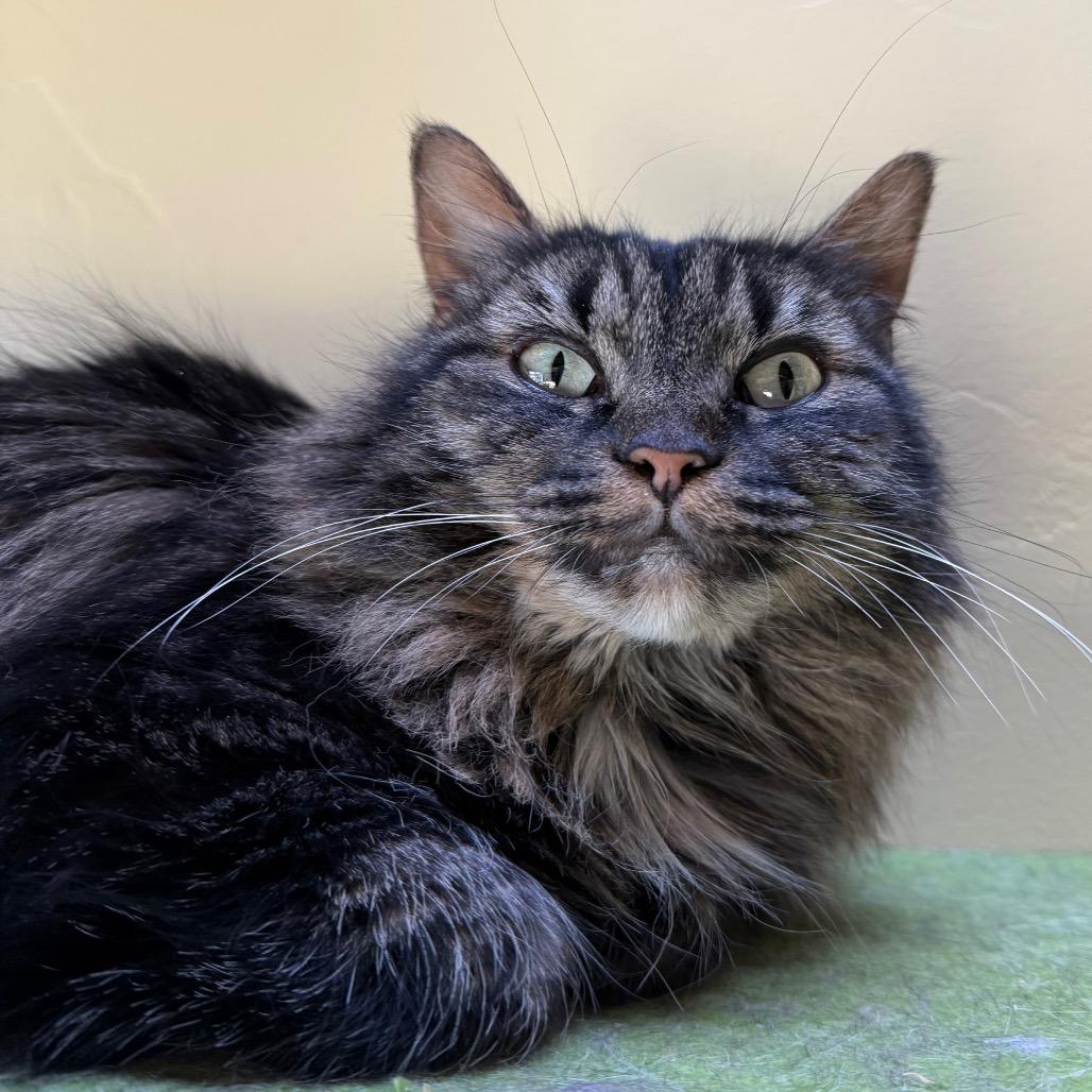 Fiona, Adoptable, Adult Female Domestic Long Hair.