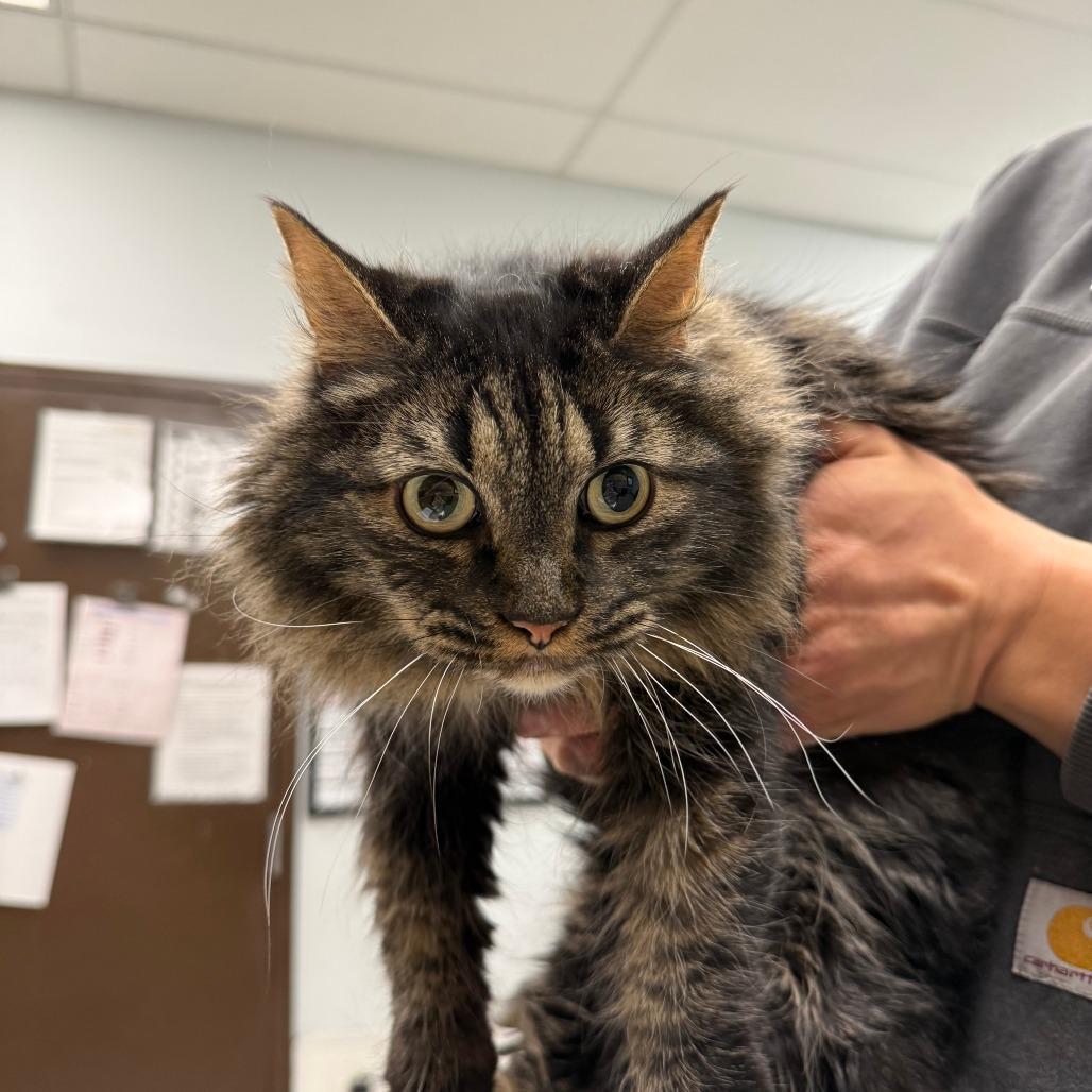 Enlarge Fiona, a Adoptable Domestic Long Hair in Durango, CO image 3/6