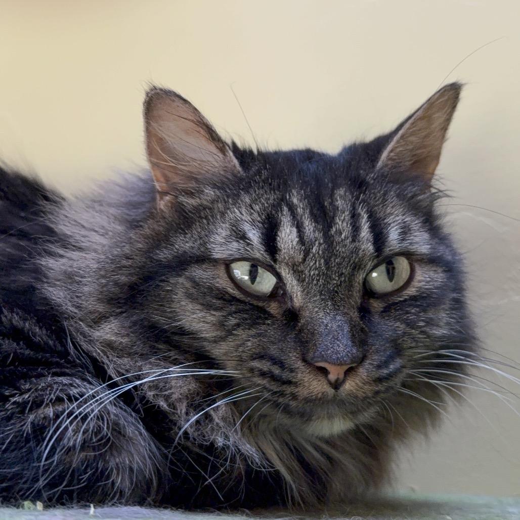 Enlarge Fiona, a Adoptable Domestic Long Hair in Durango, CO image 4/6