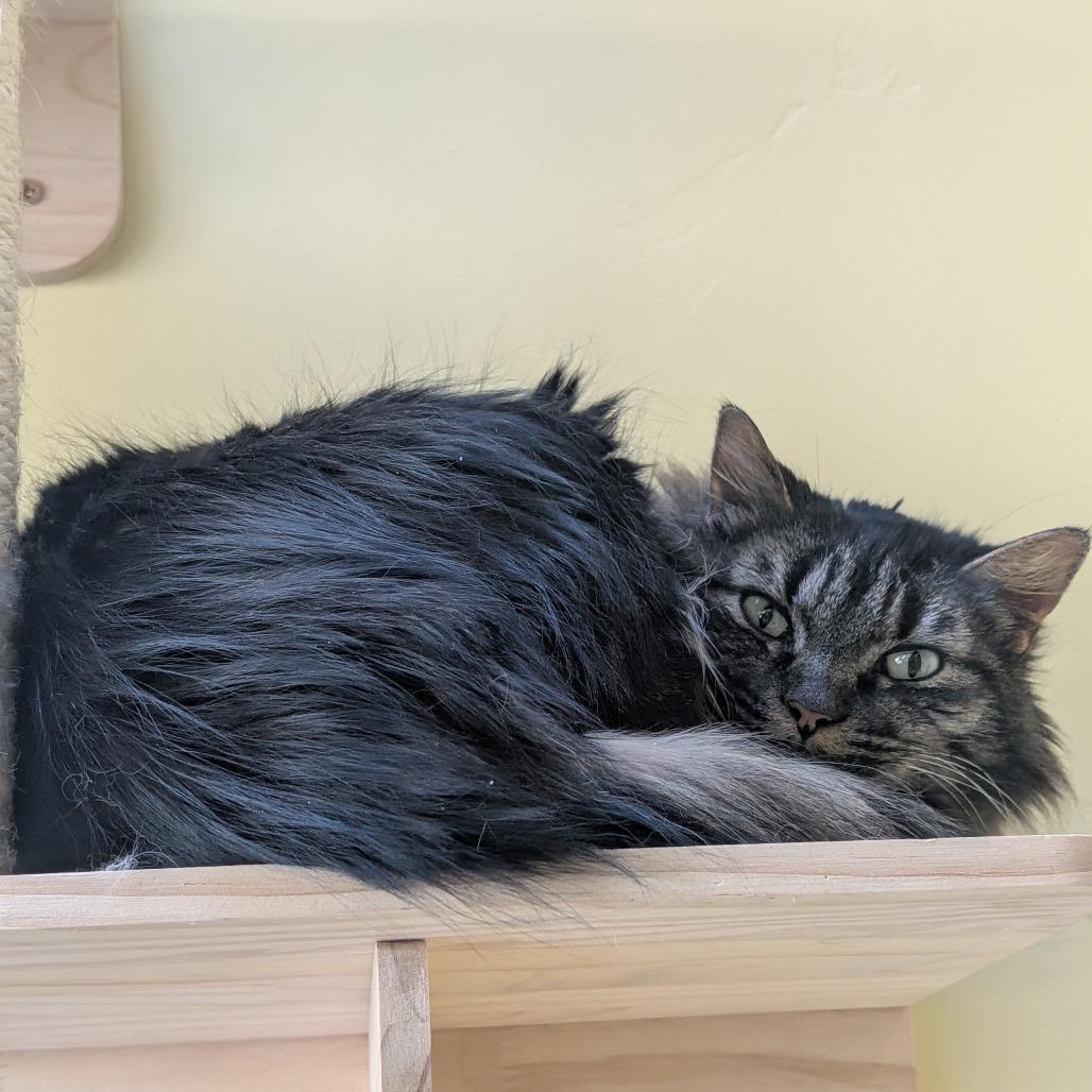 Enlarge Fiona, a Adoptable Domestic Long Hair in Durango, CO image 5/6