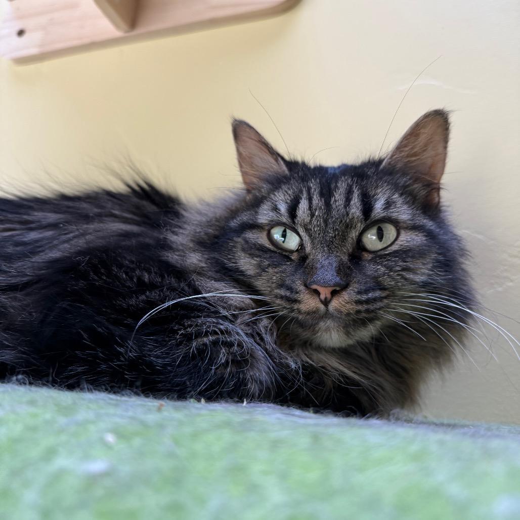 Enlarge Fiona, a Adoptable Domestic Long Hair in Durango, CO image 6/6