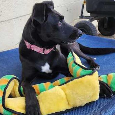 Ramona, Adoptable, Adult Female Black Labrador Retriever.