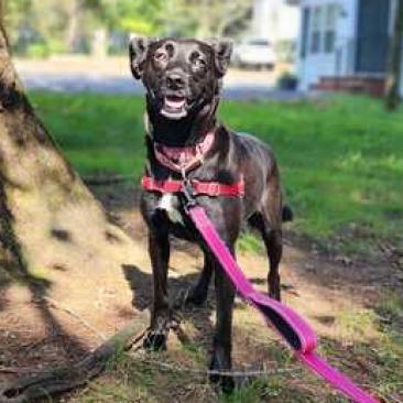 Enlarge Ramona, a Adoptable mixed breed in Fairfax Station, VA image 2/6