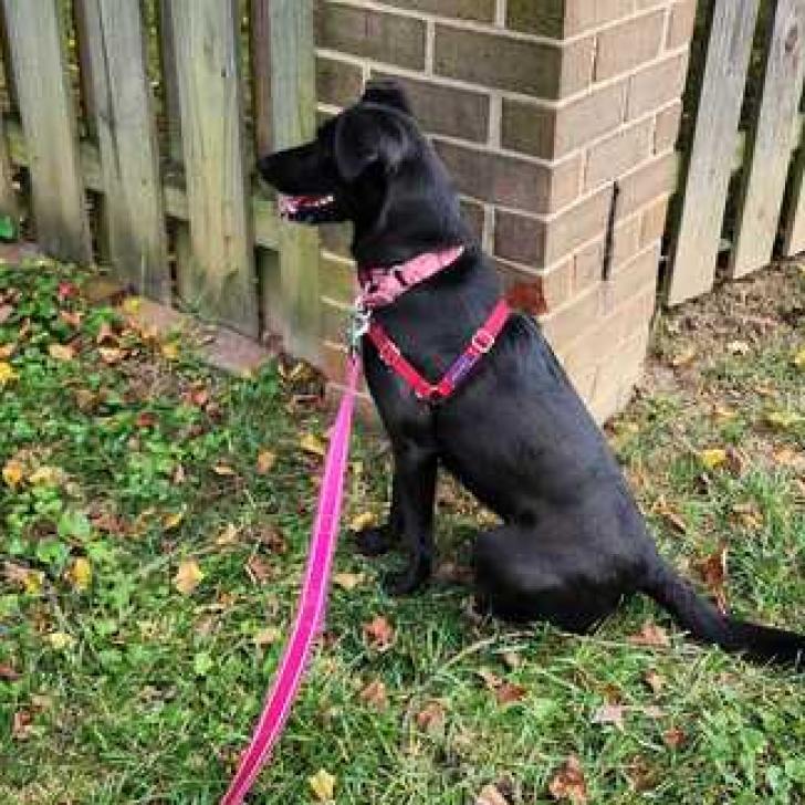 Enlarge Ramona, a Adoptable mixed breed in Fairfax Station, VA image 3/6