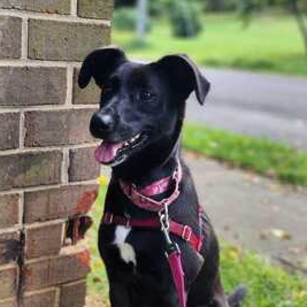 Enlarge Ramona, a Adoptable mixed breed in Fairfax Station, VA image 5/6
