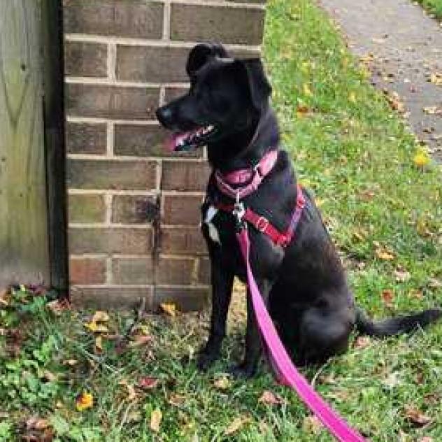 Enlarge Ramona, a Adoptable mixed breed in Fairfax Station, VA image 6/6