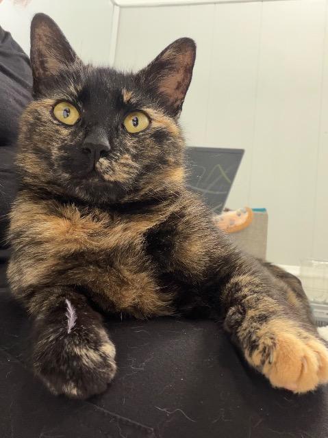 Enlarge Sploot, a Adoptable mixed breed in Pawtucket, RI image 2/5