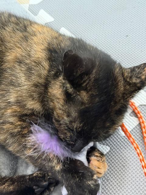 Enlarge Sploot, a Adoptable mixed breed in Pawtucket, RI image 3/5